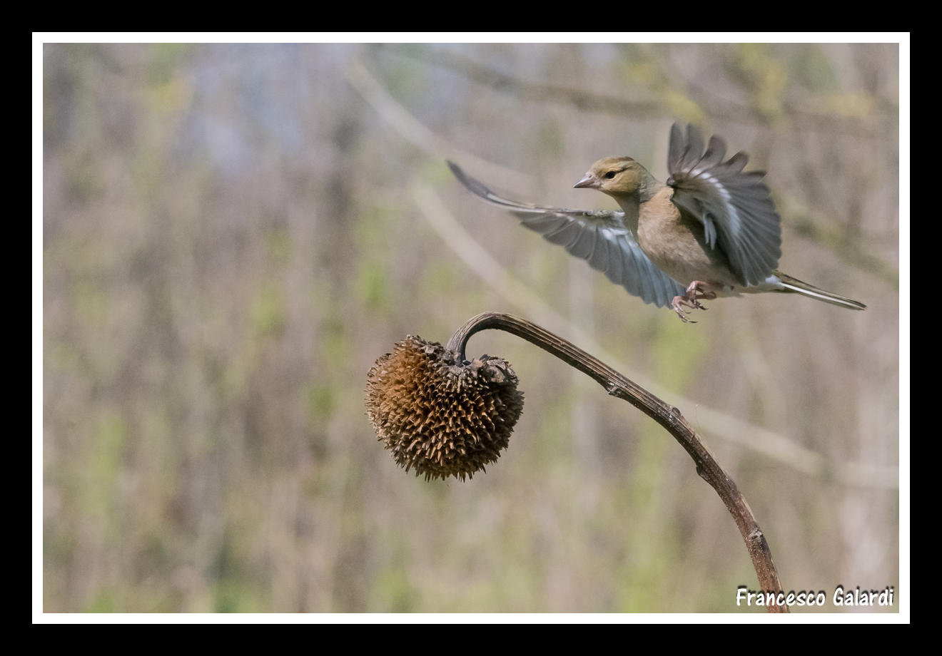 Fringuello in arrivo!
