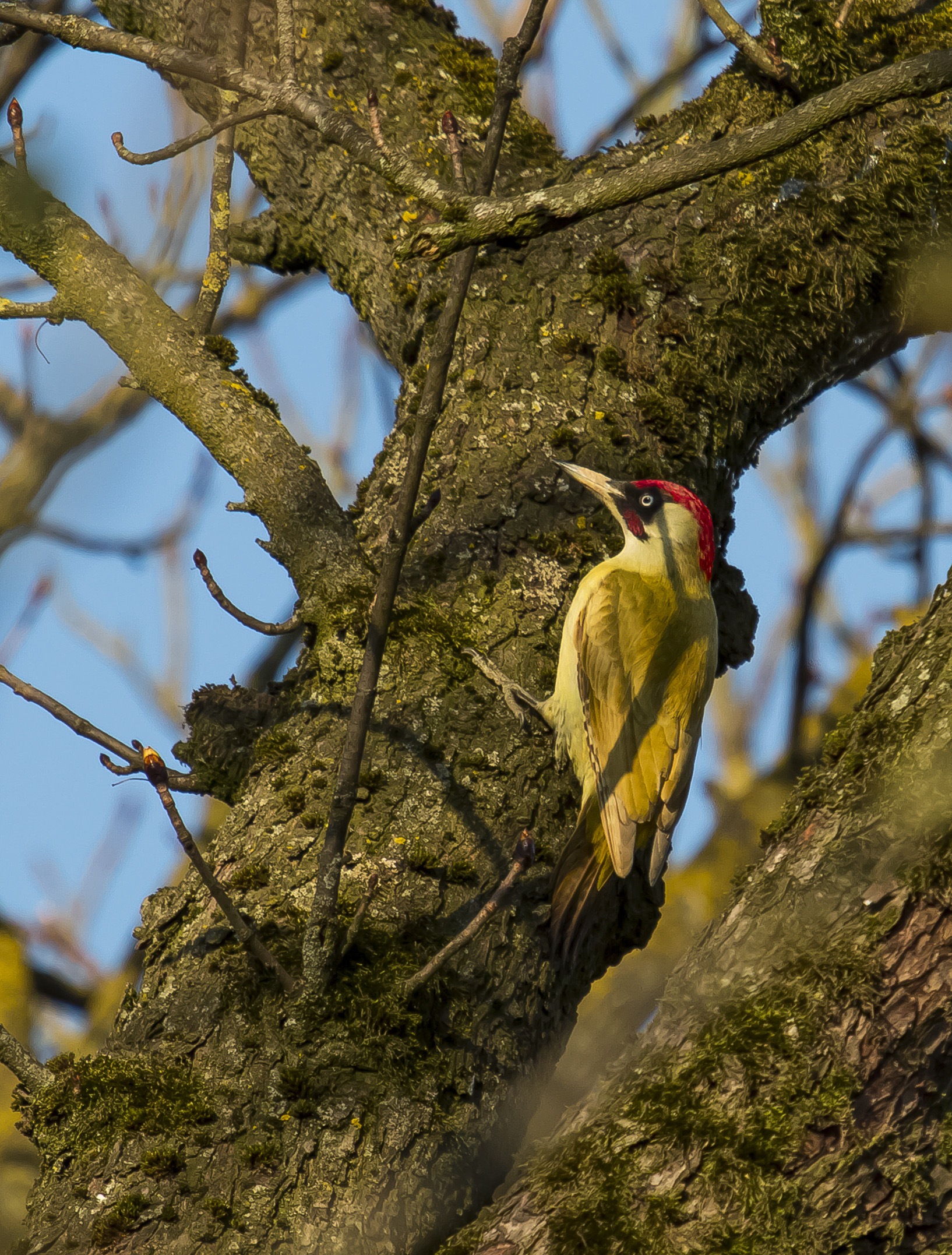 Male green woodpecker