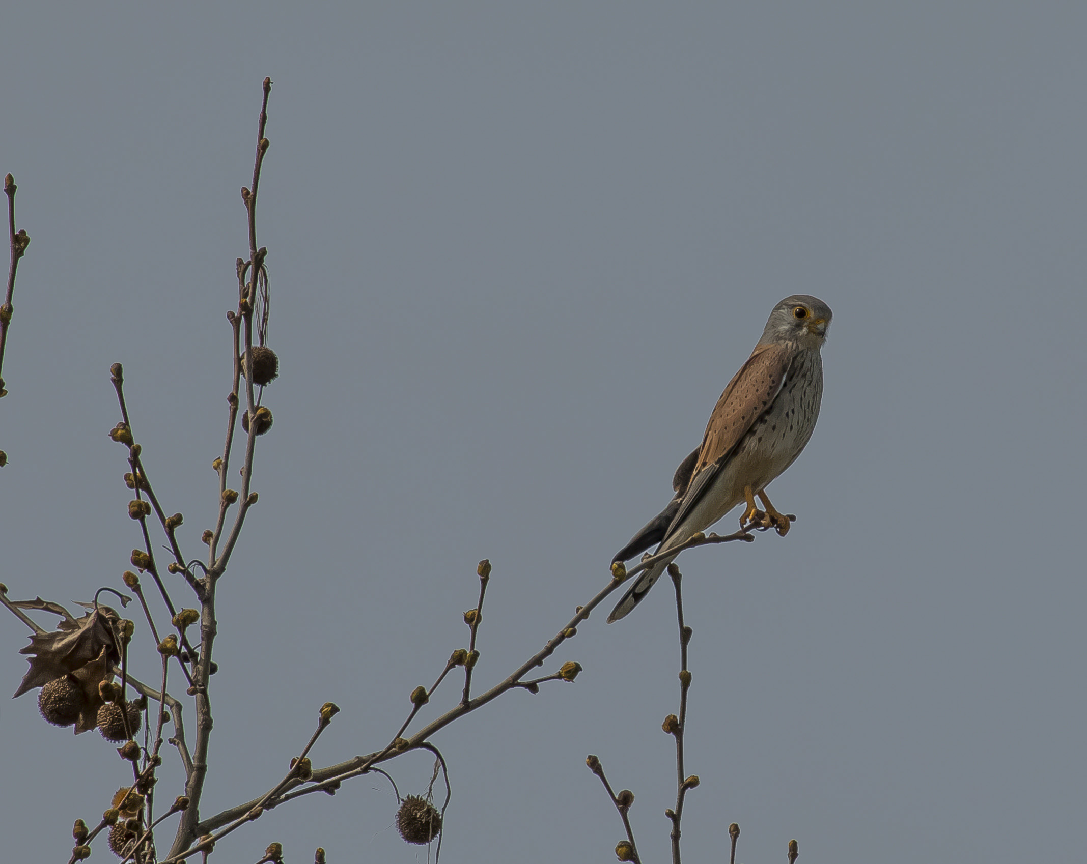 male kestrel