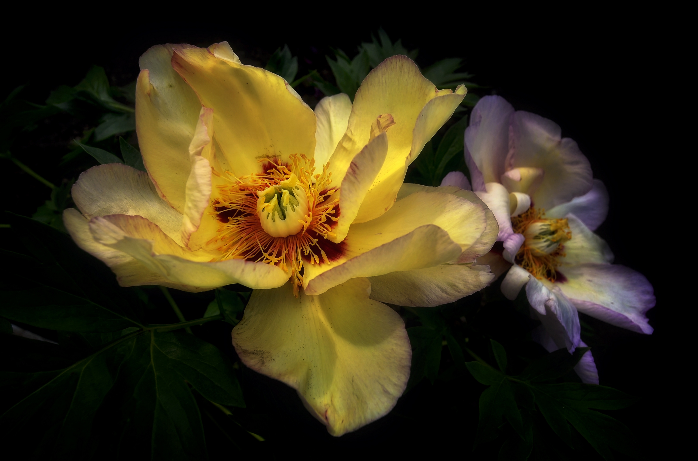 Peonia Callie's Memory