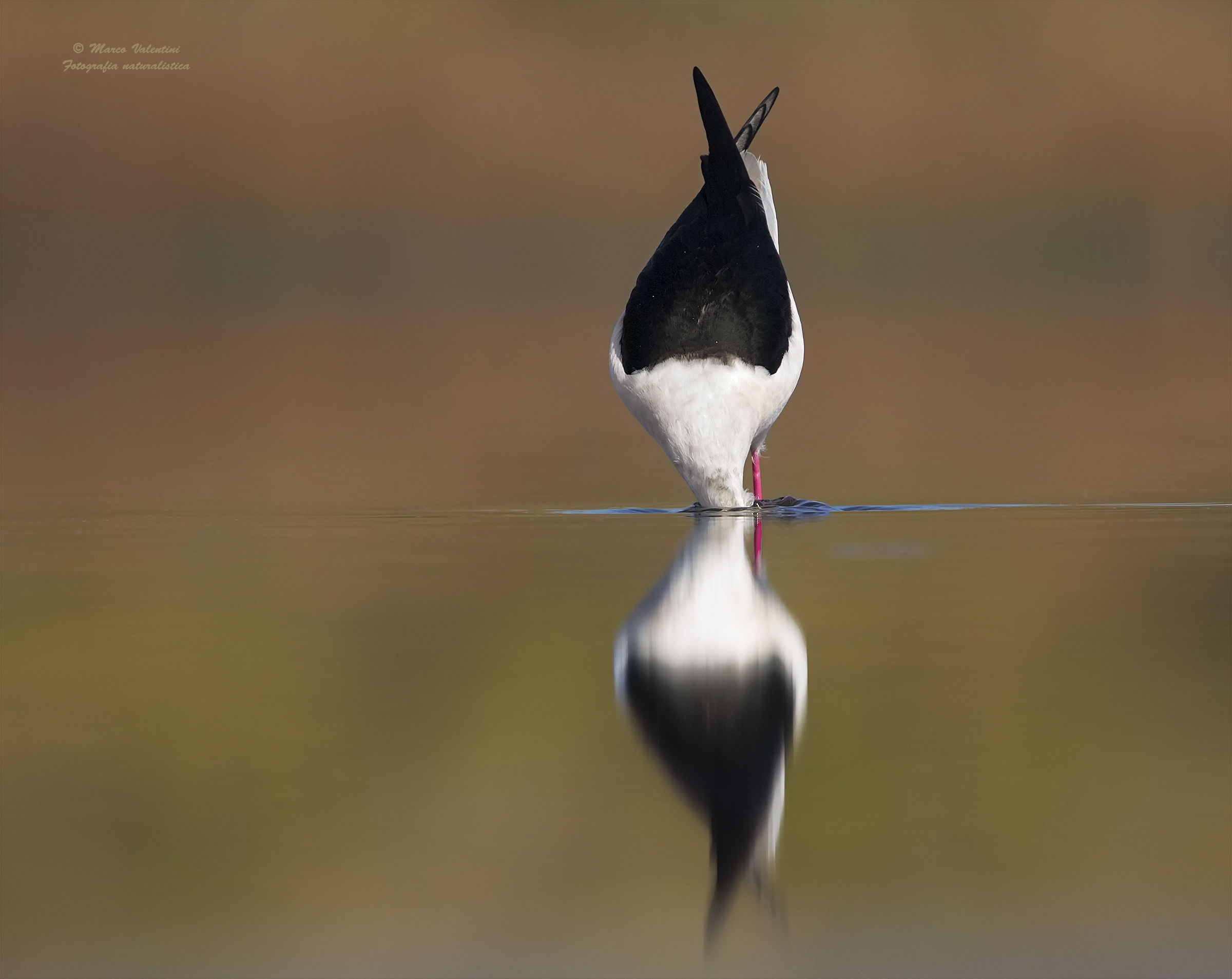Shy stilt