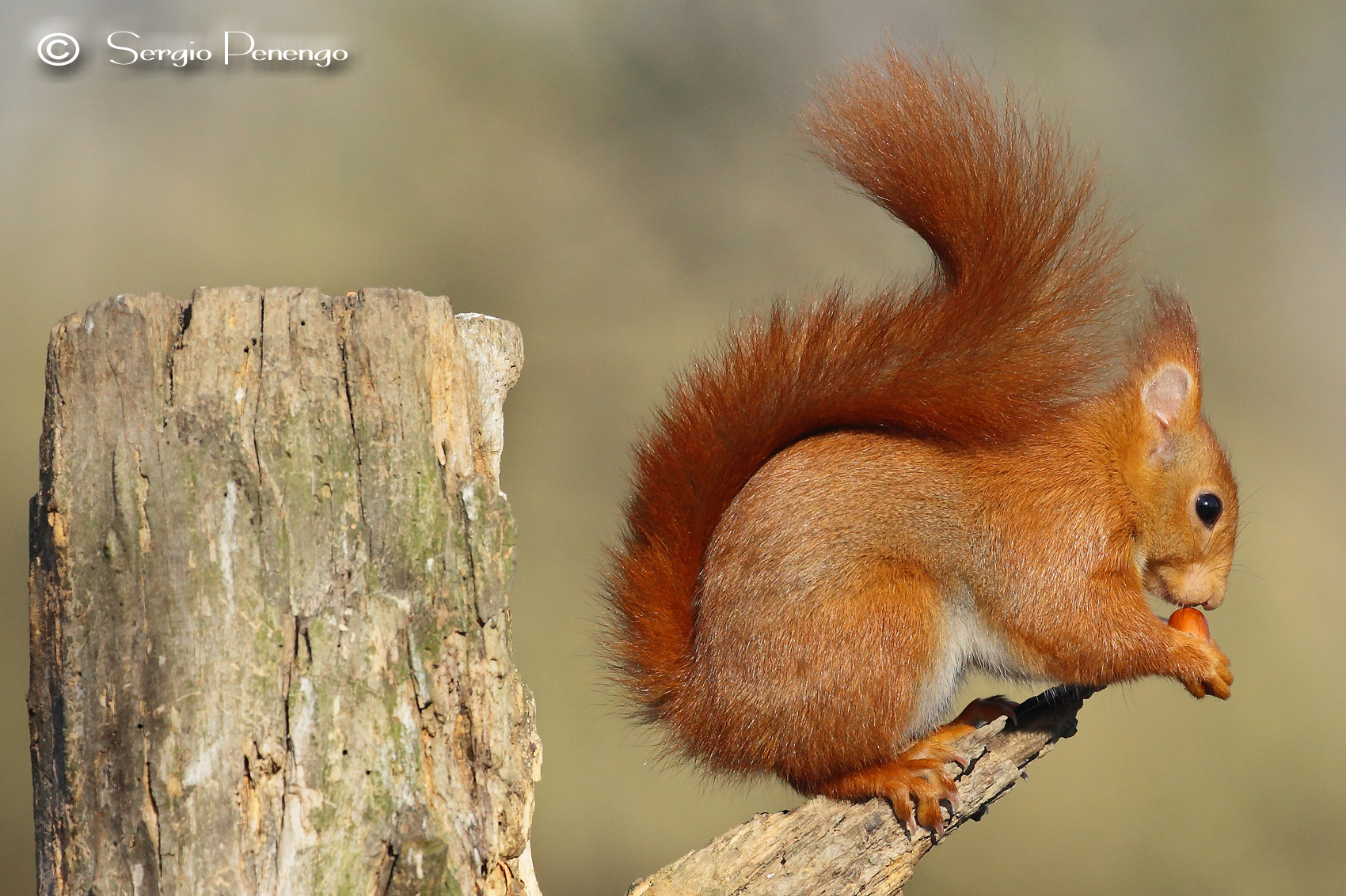 "Un simpatico roditore"