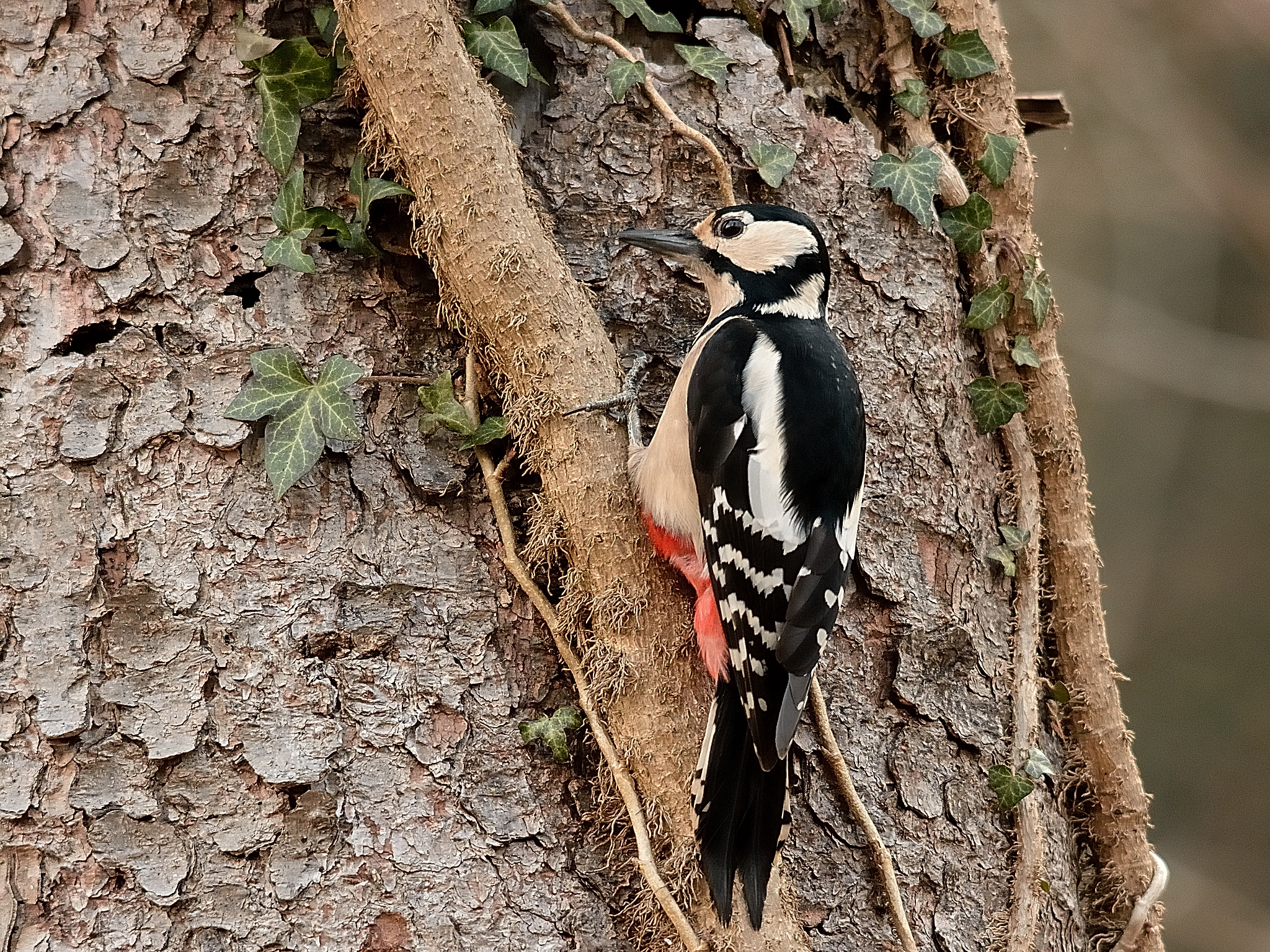 Picchio rosso maggiore