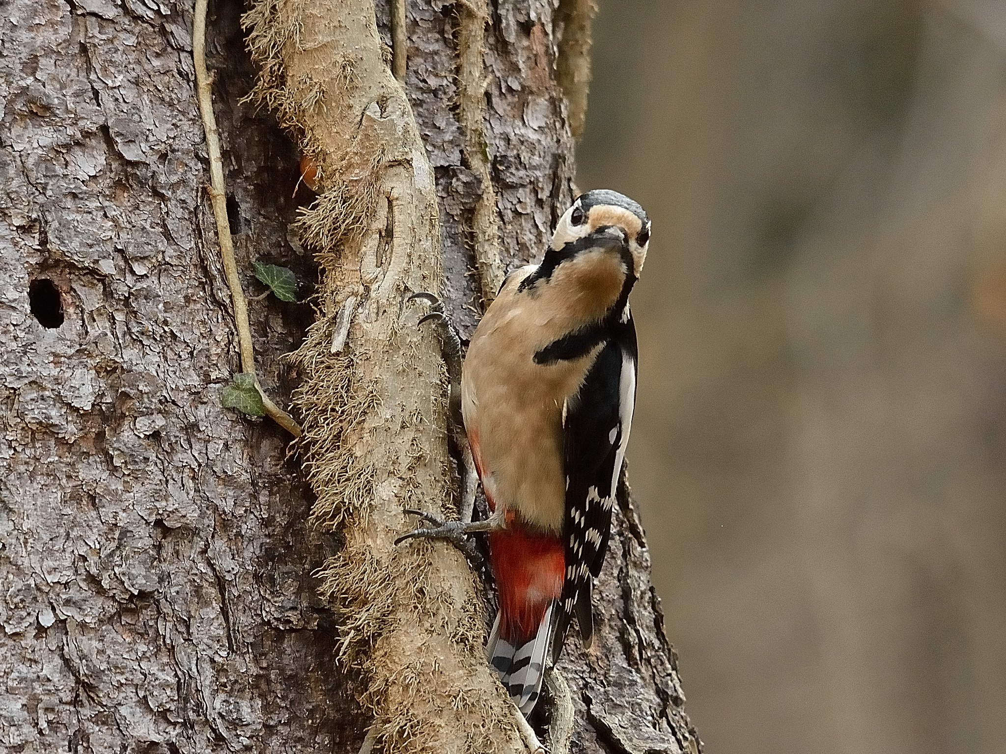 Picchio rosso maggiore