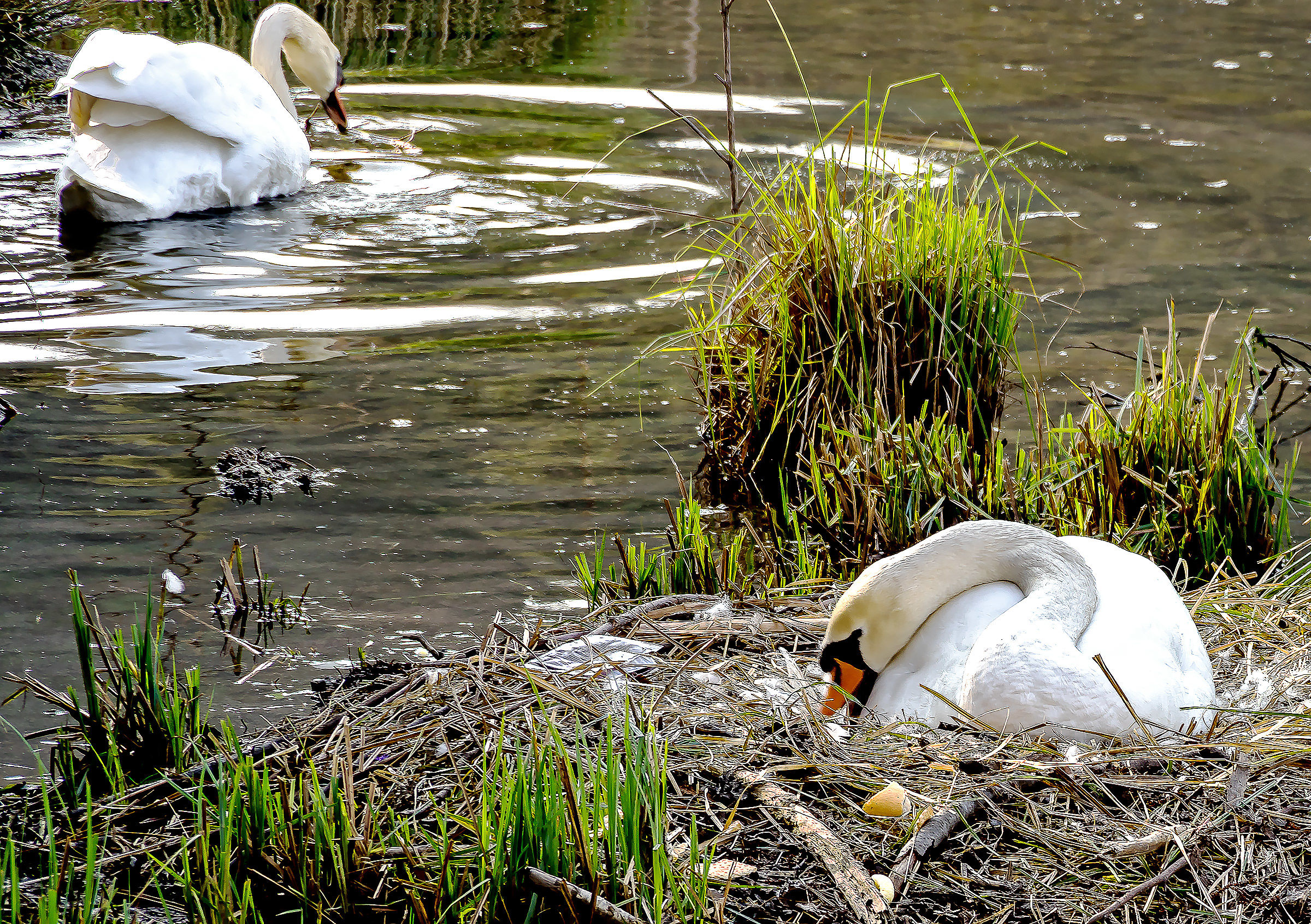 She straightens, he goes out in search of food ...
