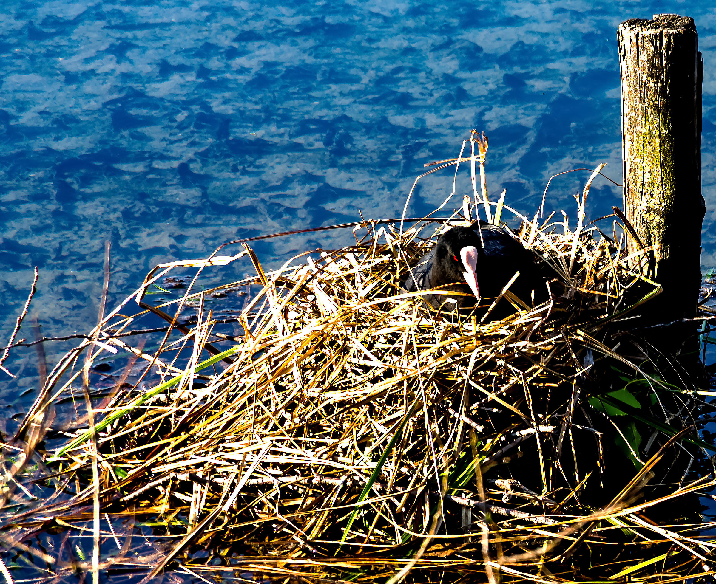 A nest a bit 'so ...