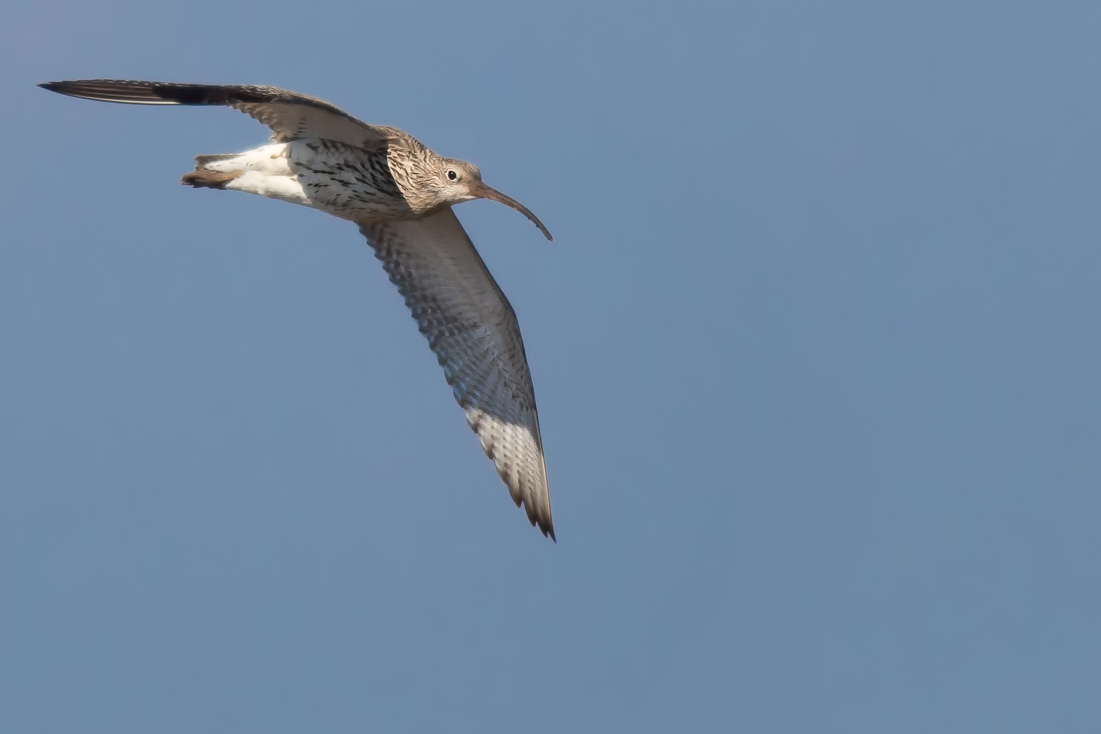 The flight of the Curlew