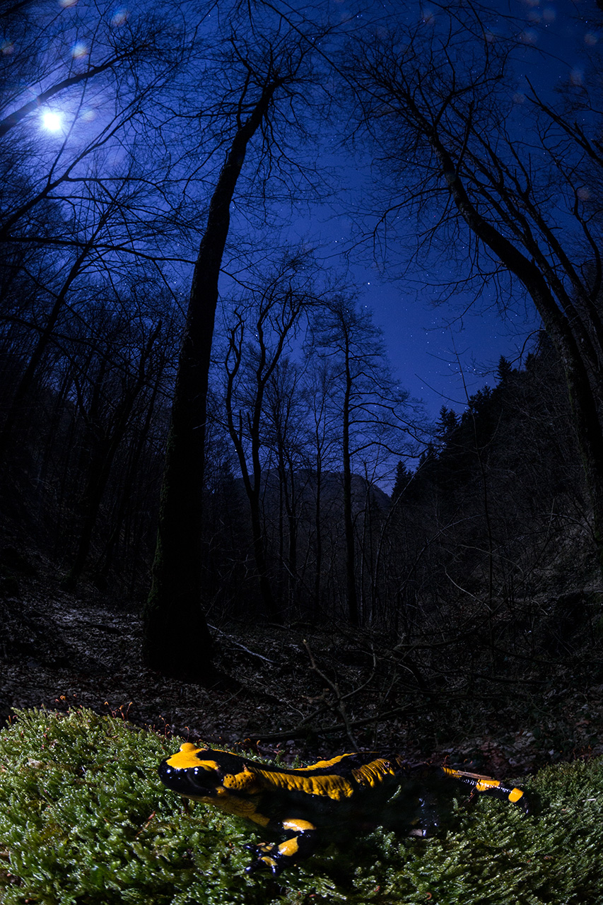 The salamander and night
