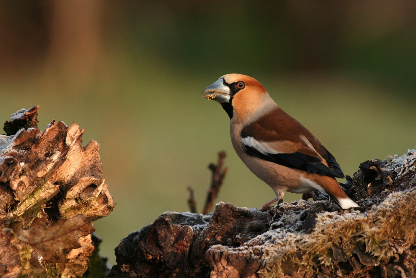 Hawfinch photography in Bulgaria