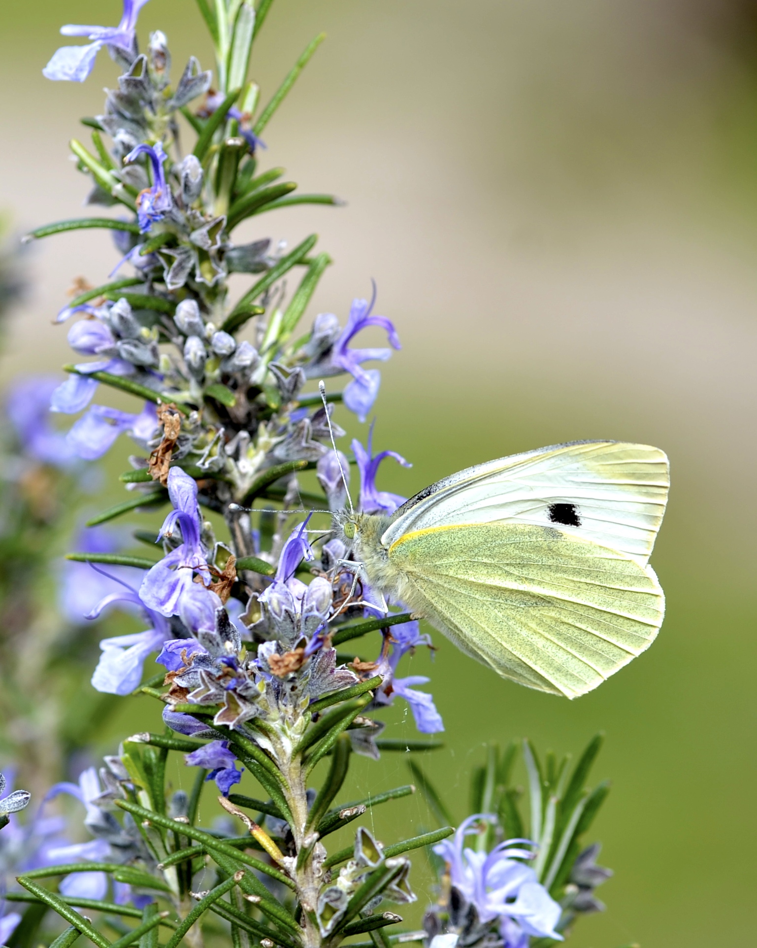 Beautiful white butterfly, flies flies and never gets tired