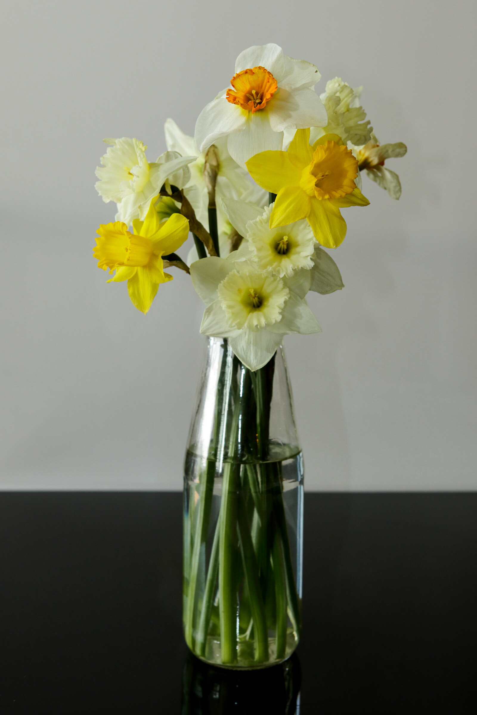 daffodils