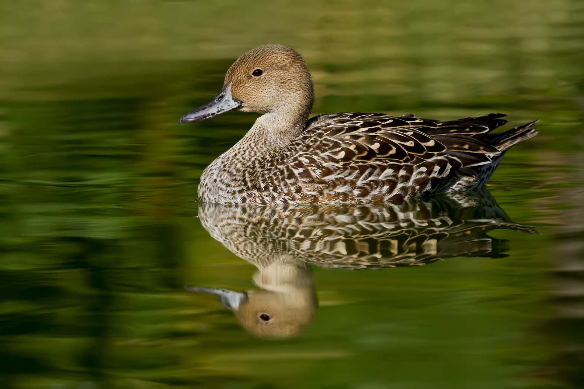Pintail - Female