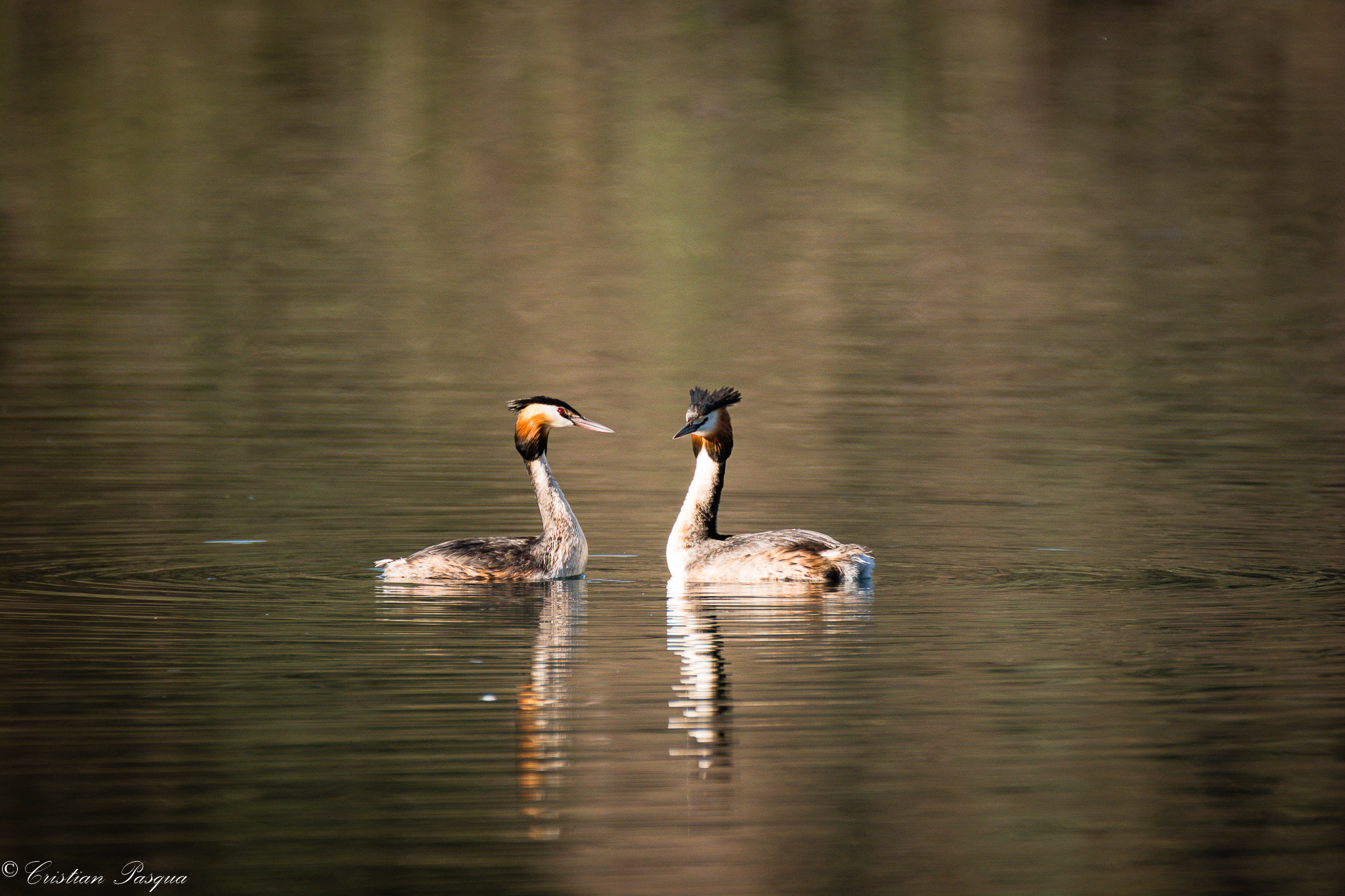 e' sbocciato l'amore?