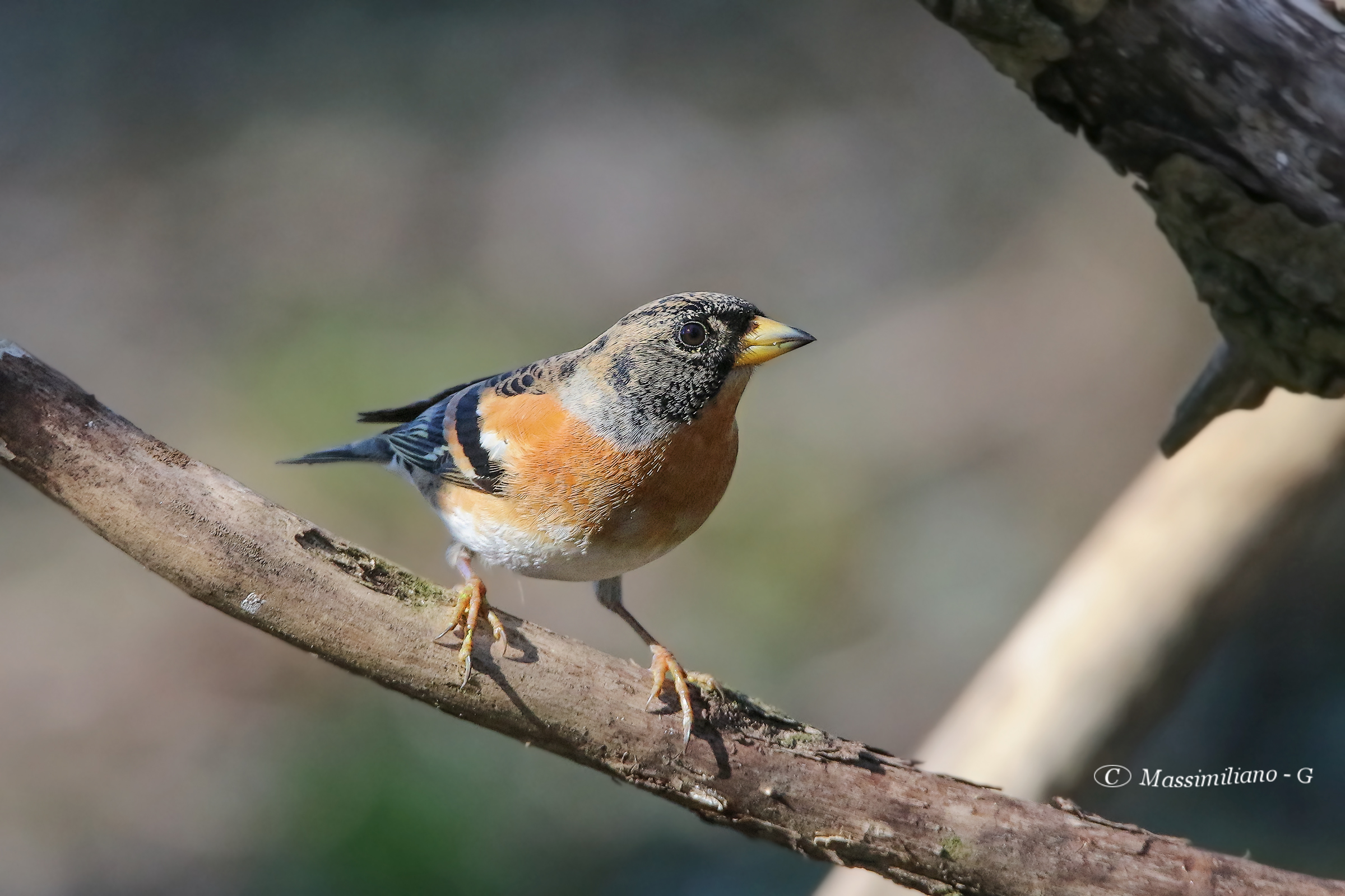 Brambling (Fringilla montifringilla)