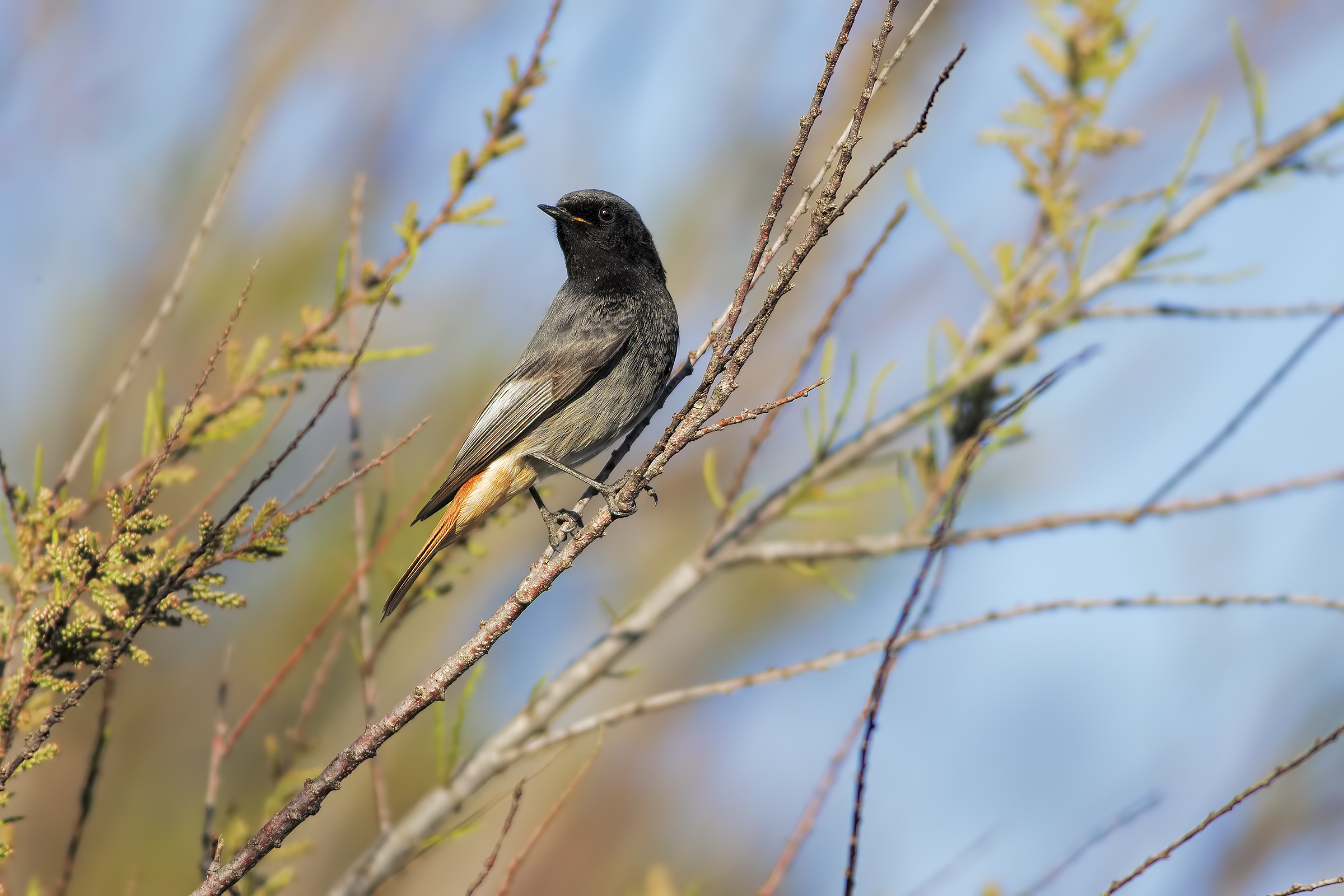 Codirosso Spazzacamino  ( Maschio )