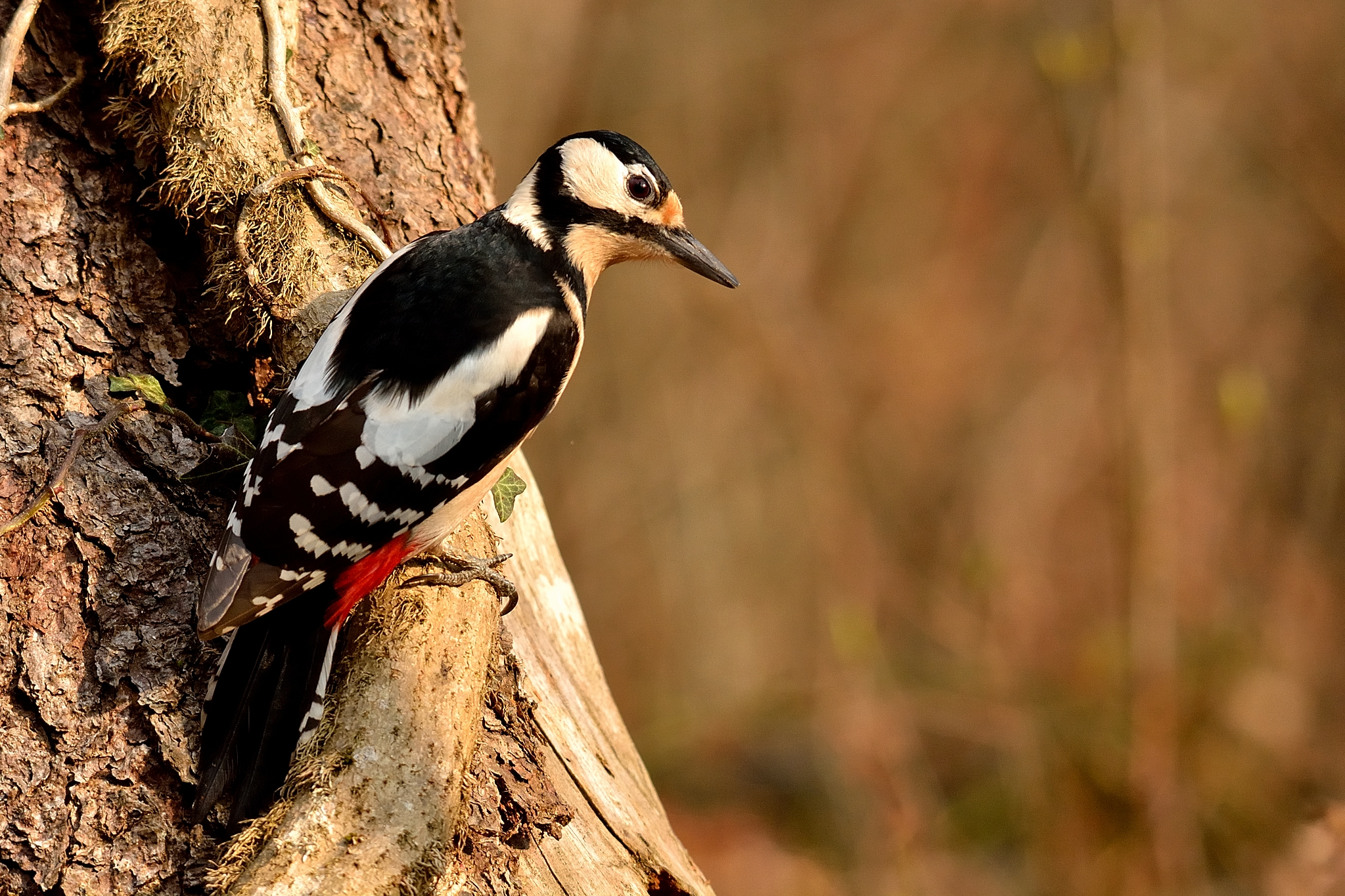 Picchio rosso maggiore femmina