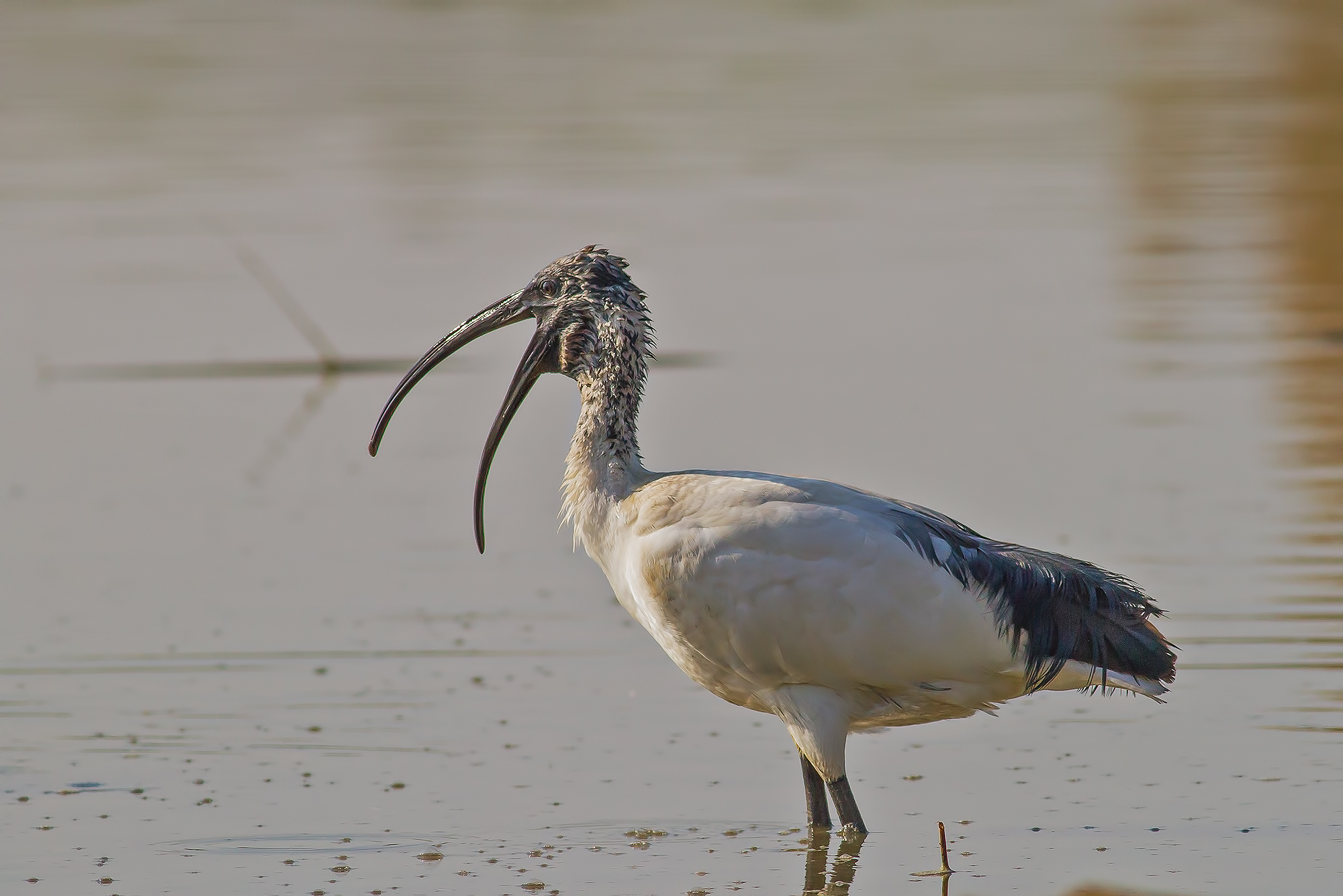 Sacred Ibis