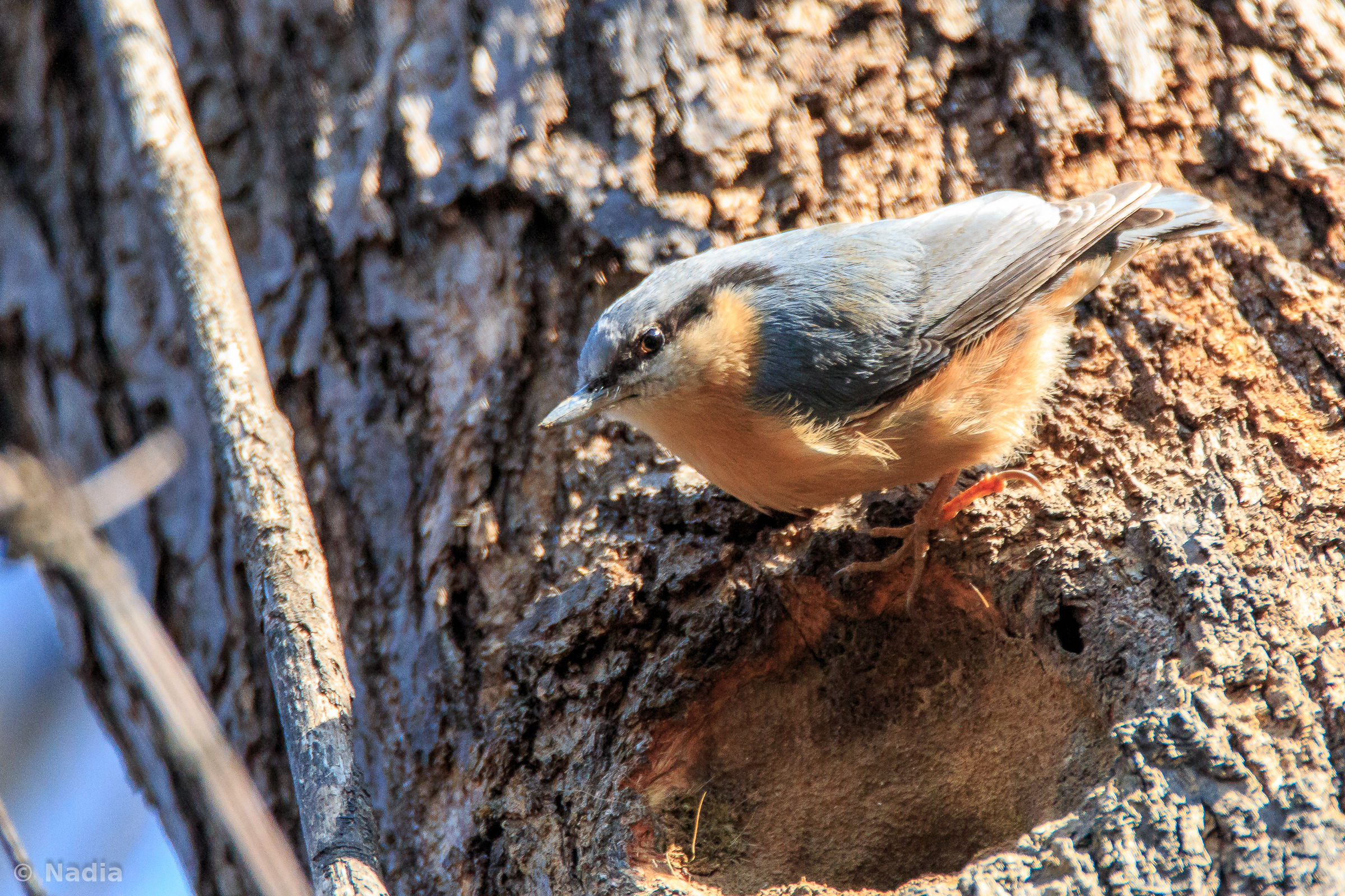 nuthatch busy