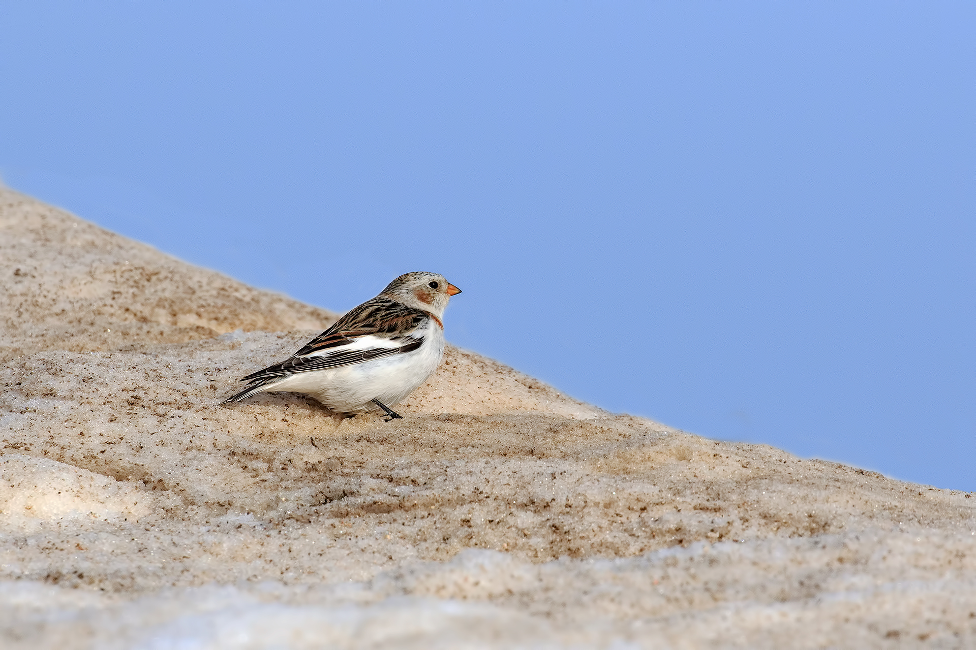 Snow Bunting
