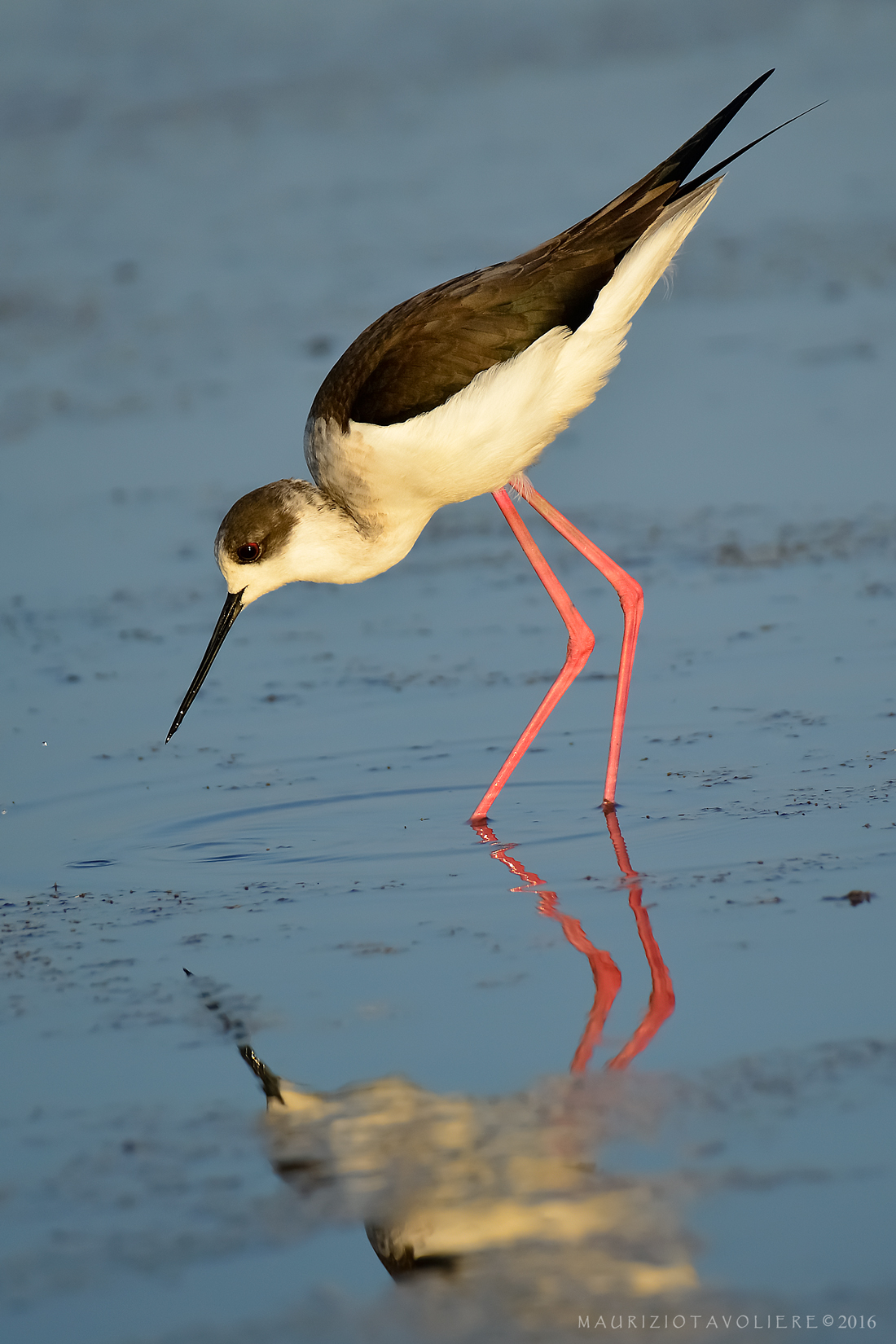 Cavaliere al tramonto ..