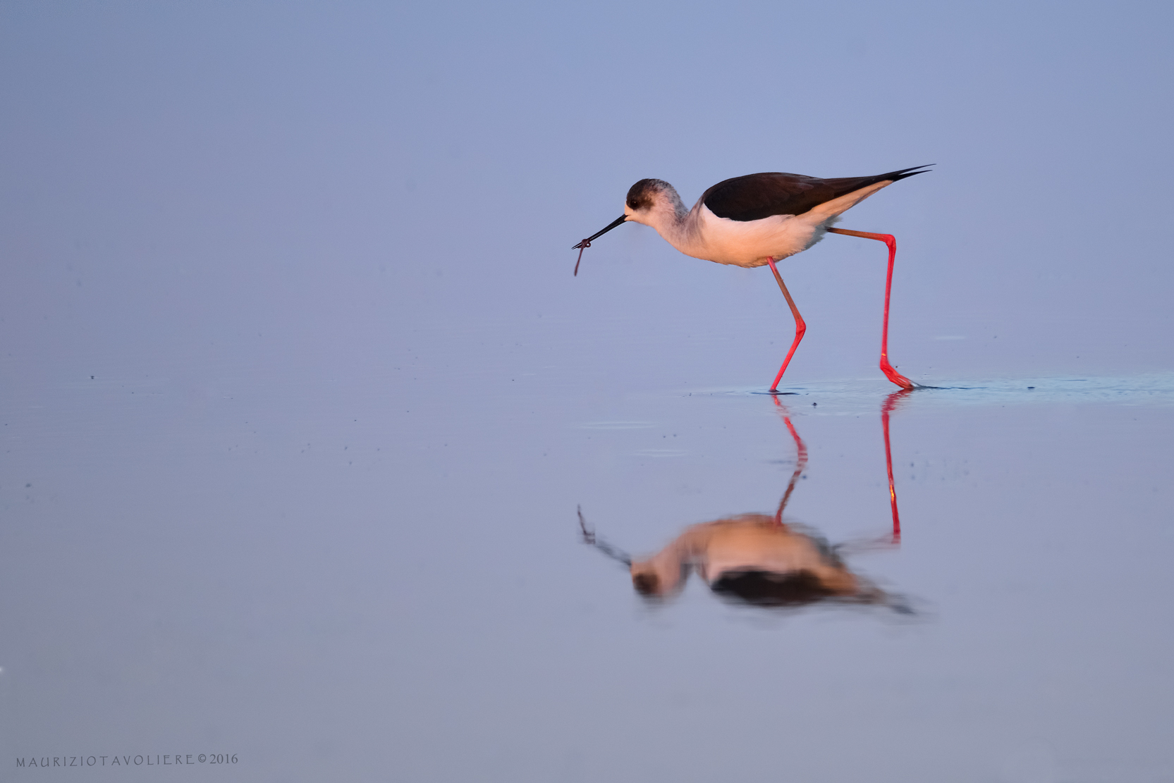 Cavaliere al tramonto ..