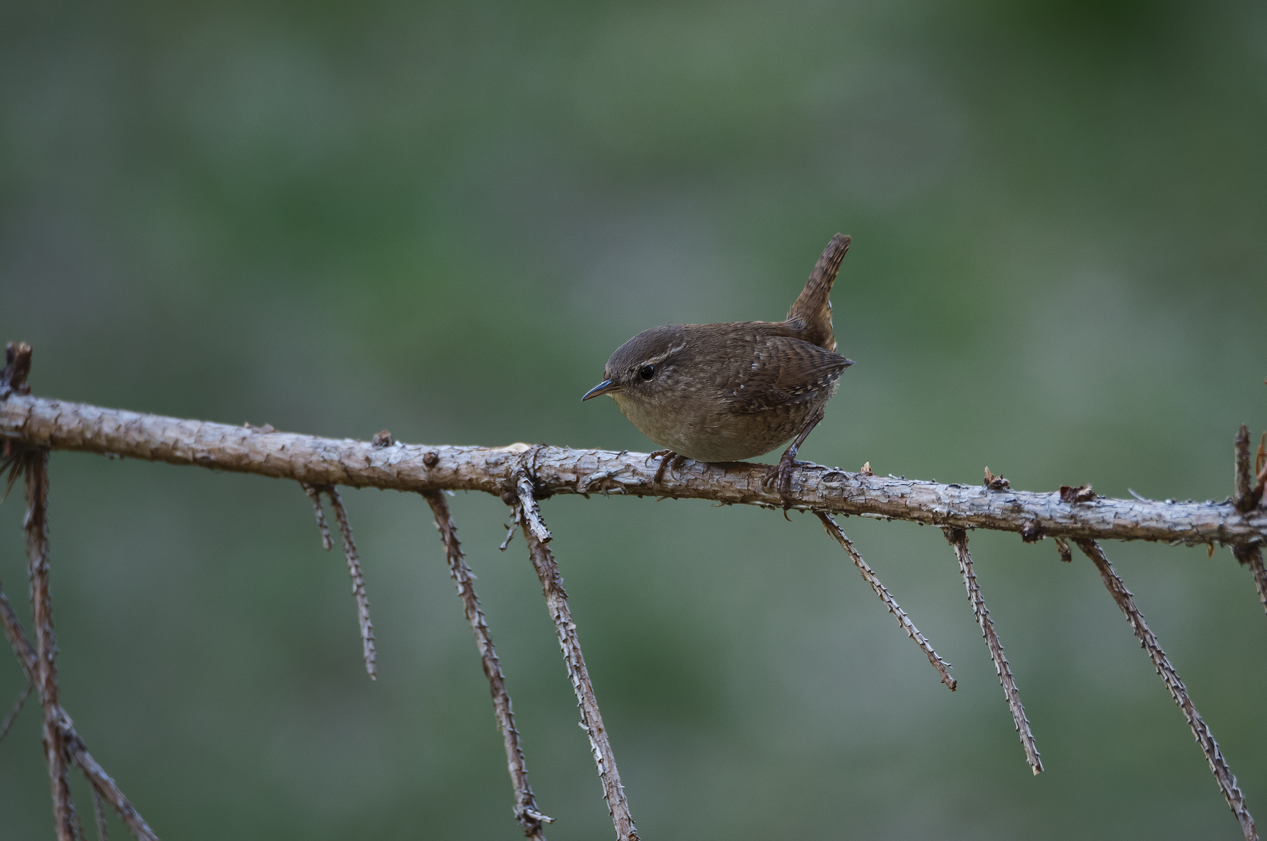 Wren