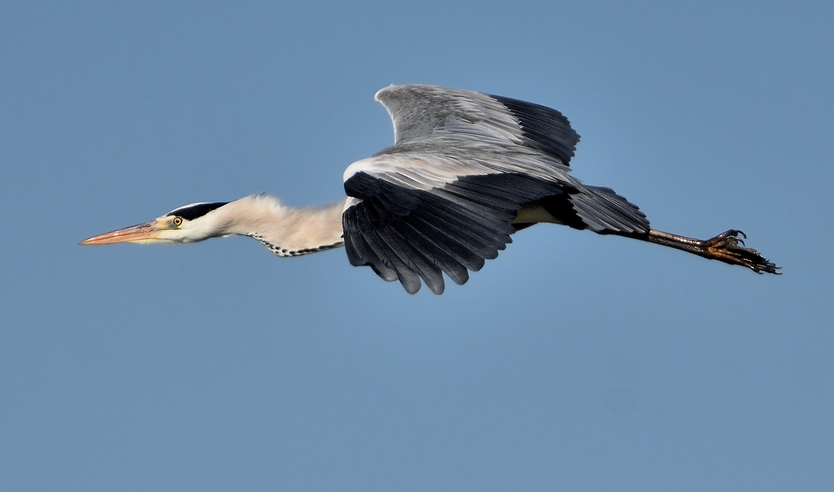 Grey Heron