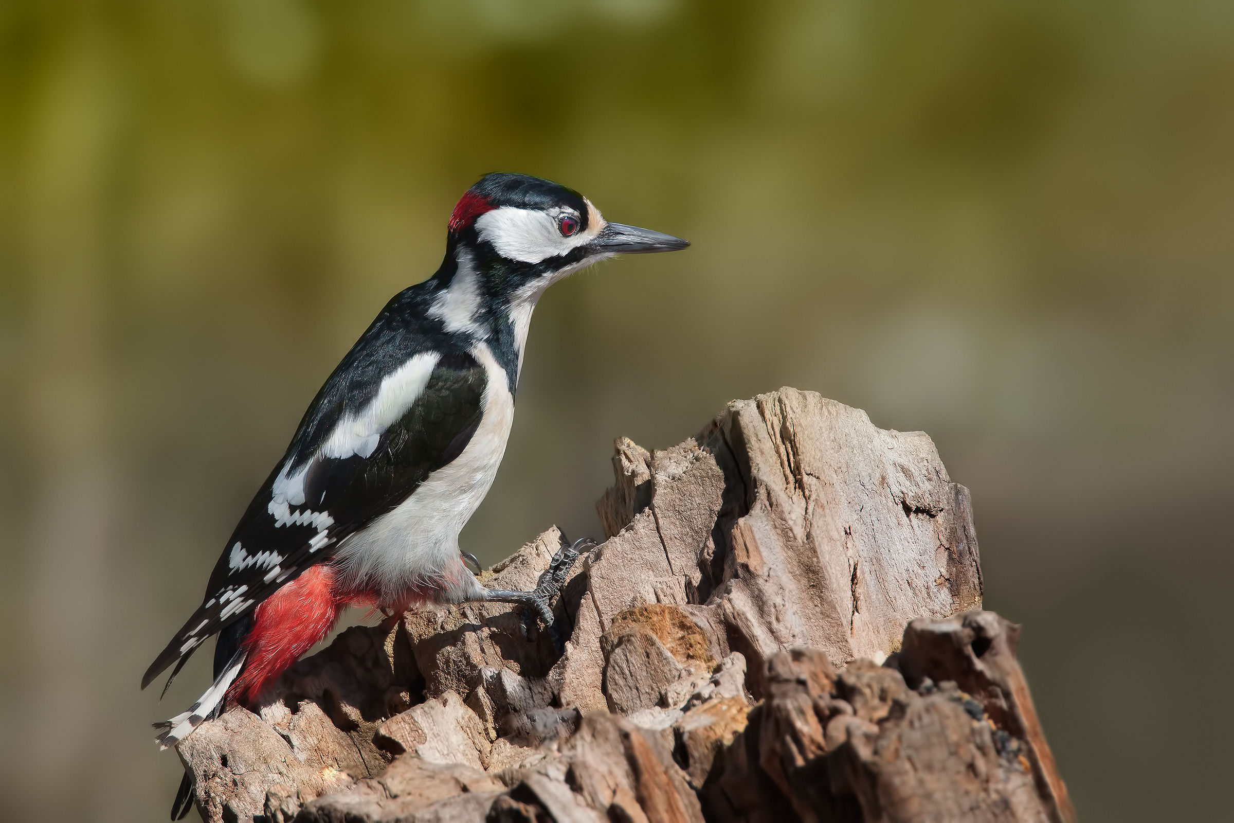 Picchio rosso maggiore