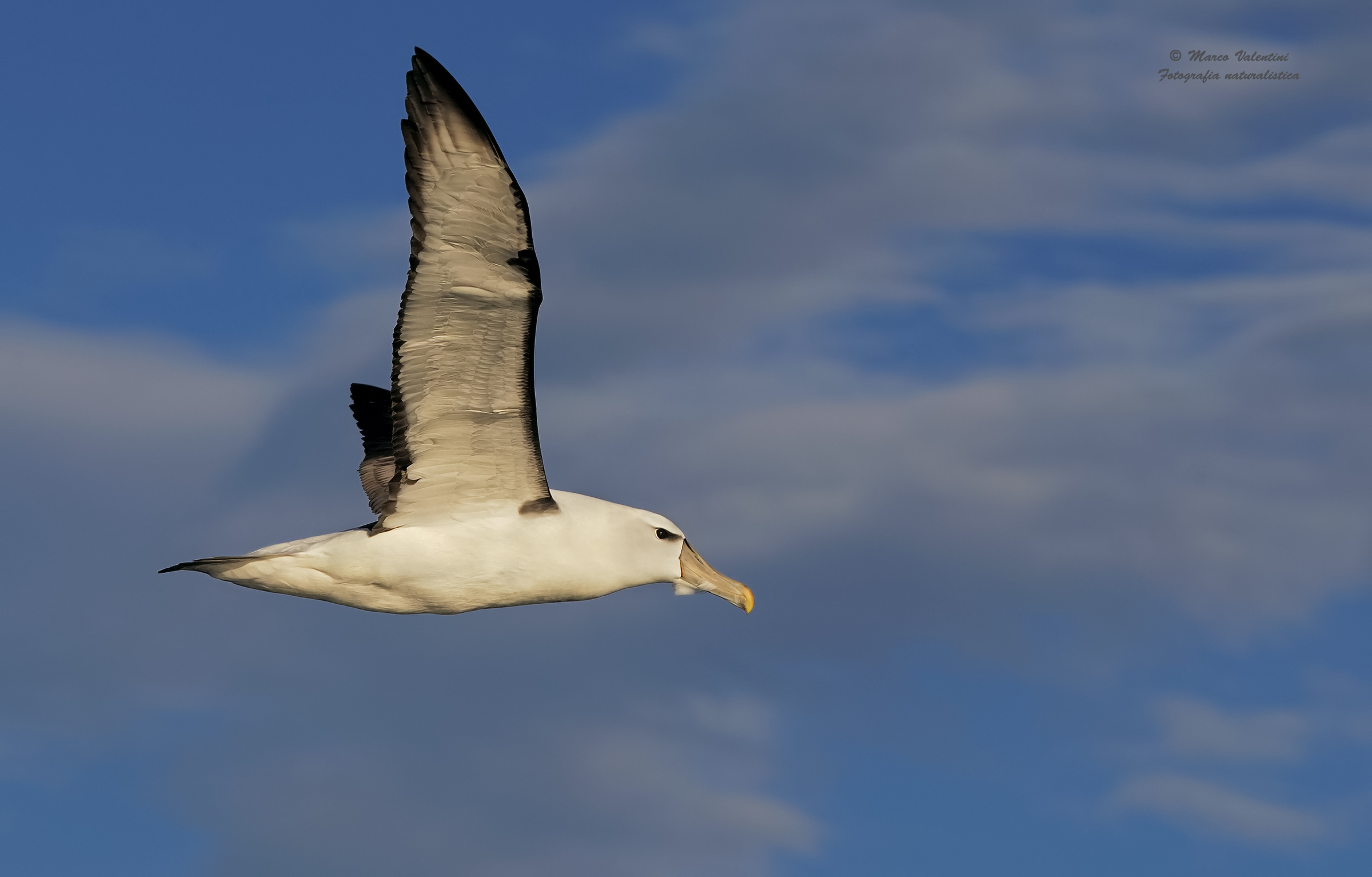 Albatross in flight