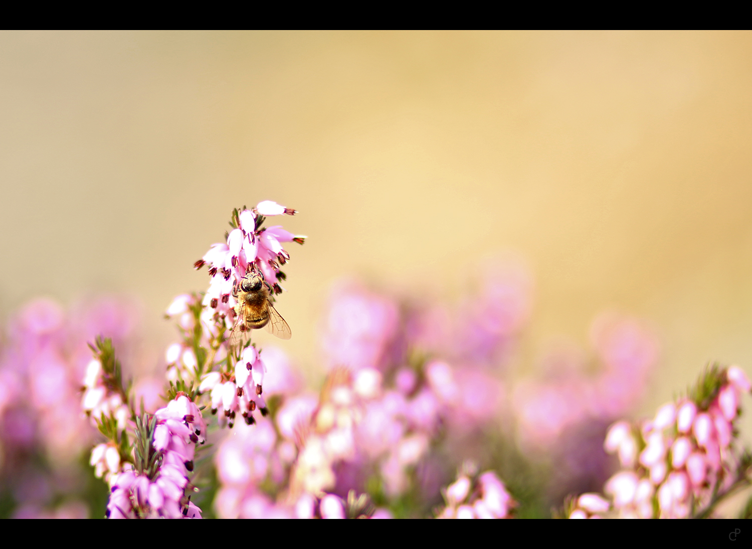 La primavera sta arrivando
