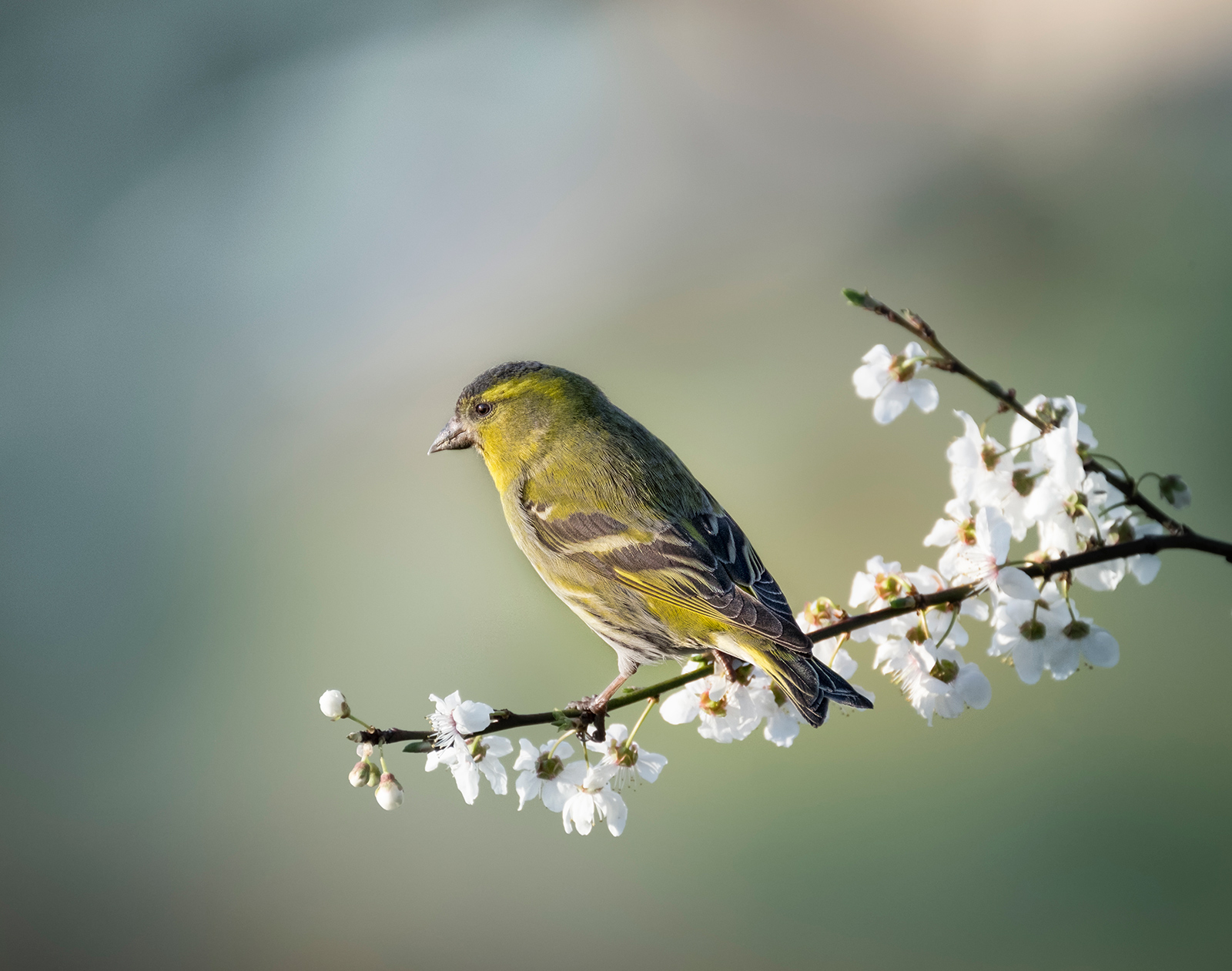 Siskin