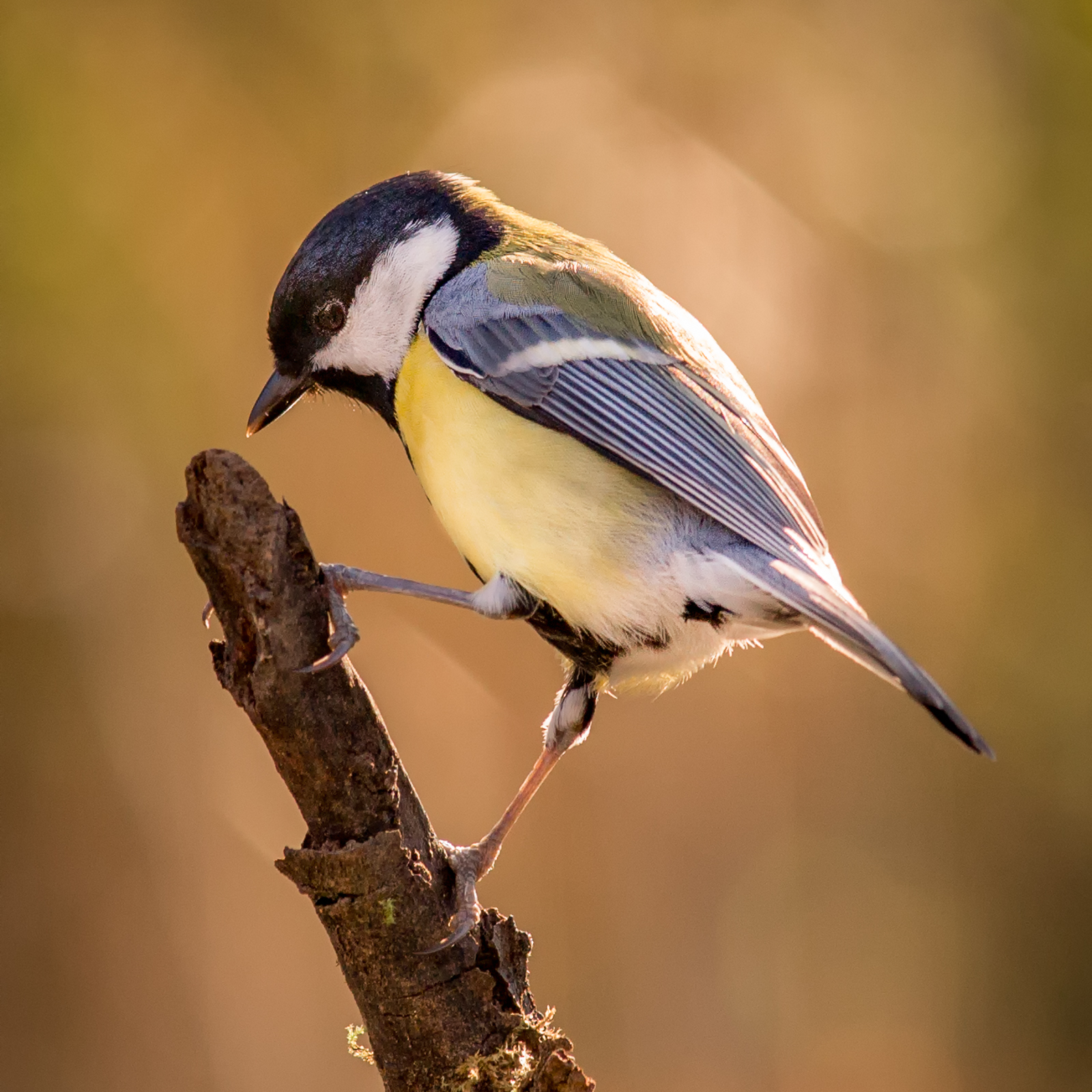 At first light of the morning