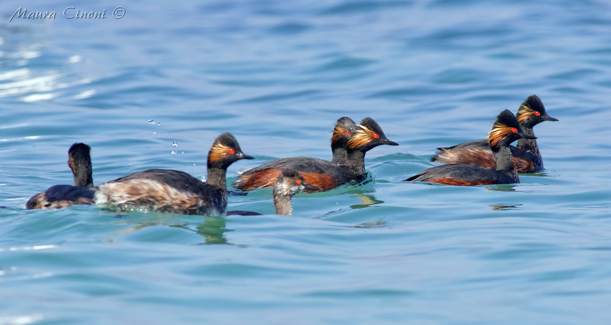 Little grebes
