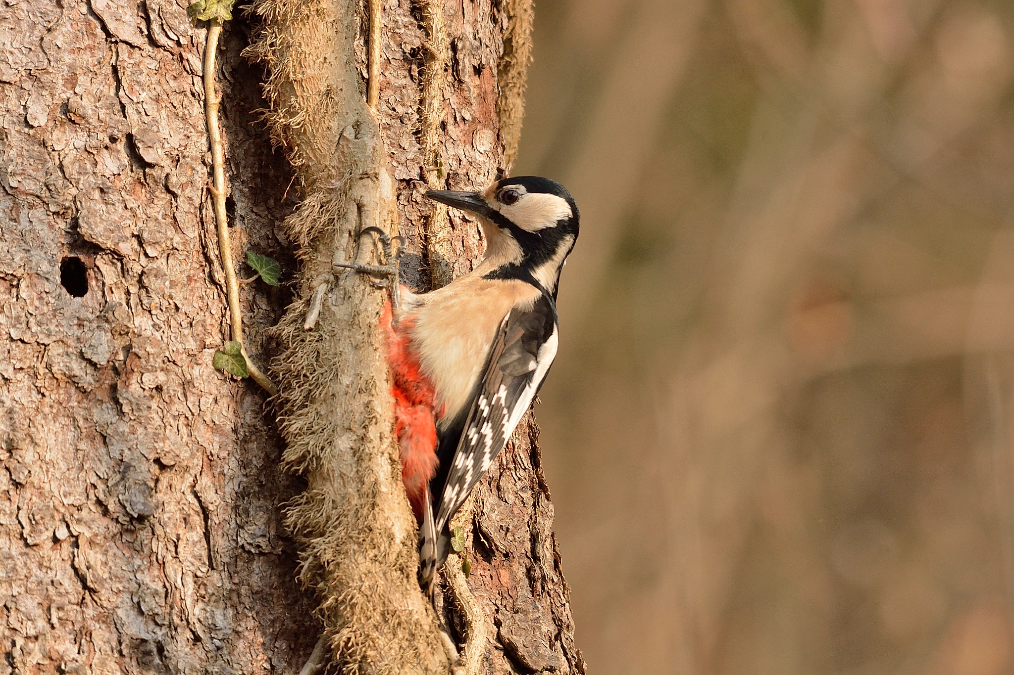 Picchio rosso maggiore