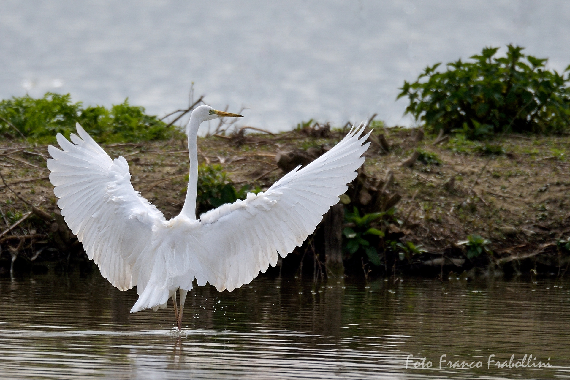 white heron