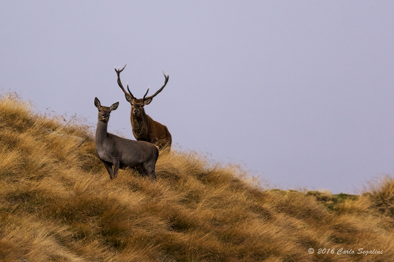 the roaring of the stags