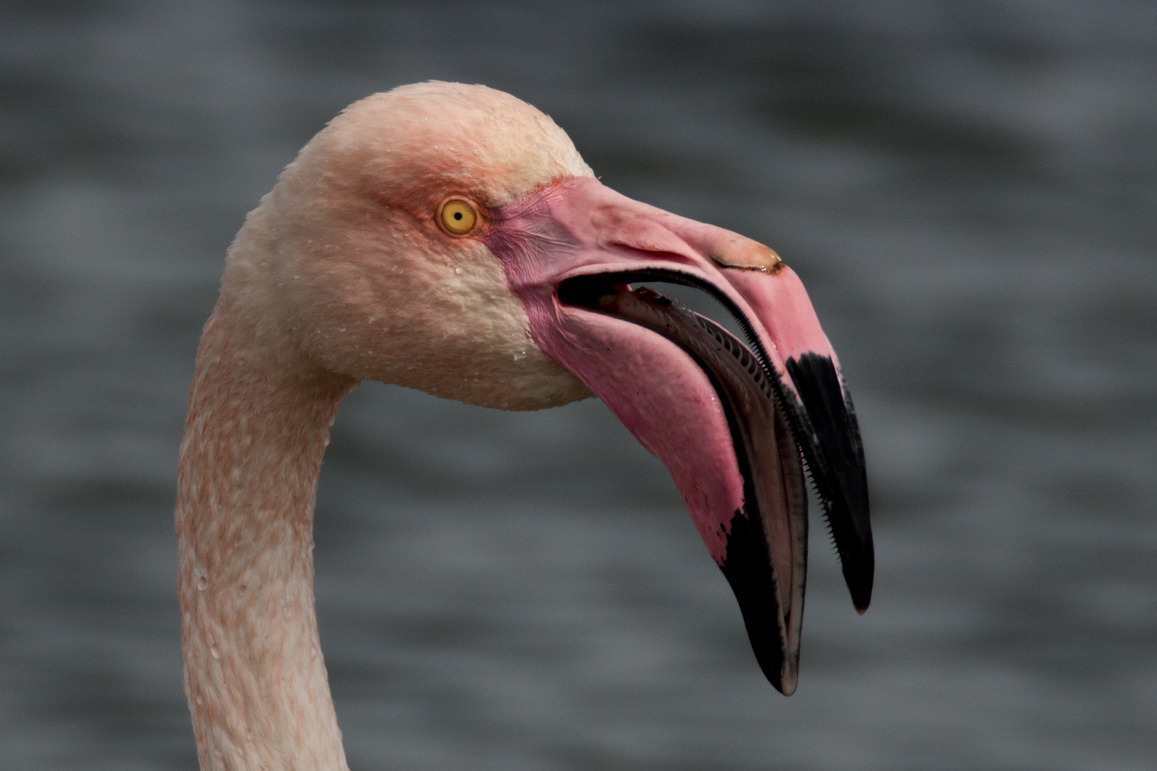 Fenicottero - Non è un sorriso ma ......