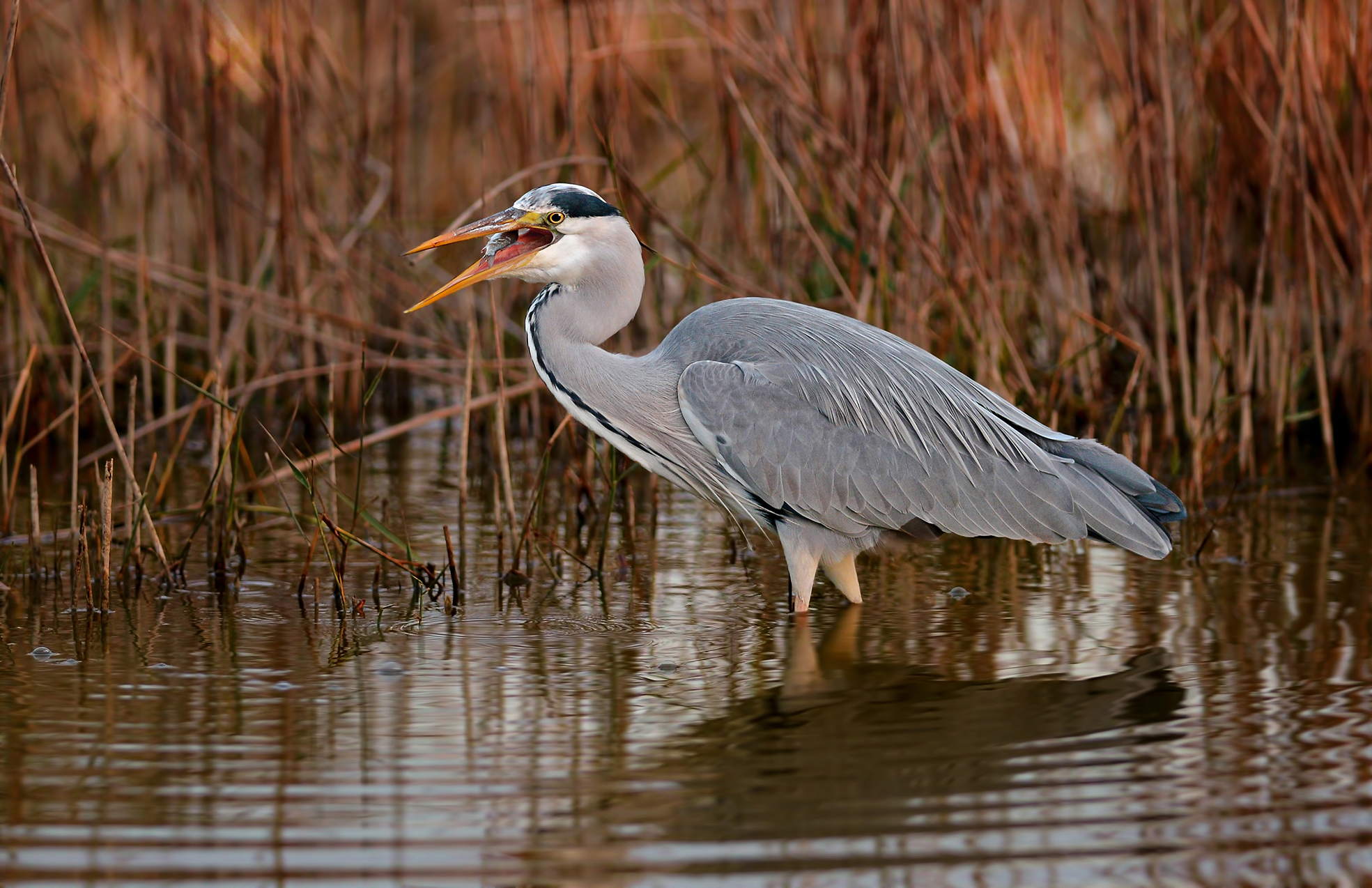 Heron with prey