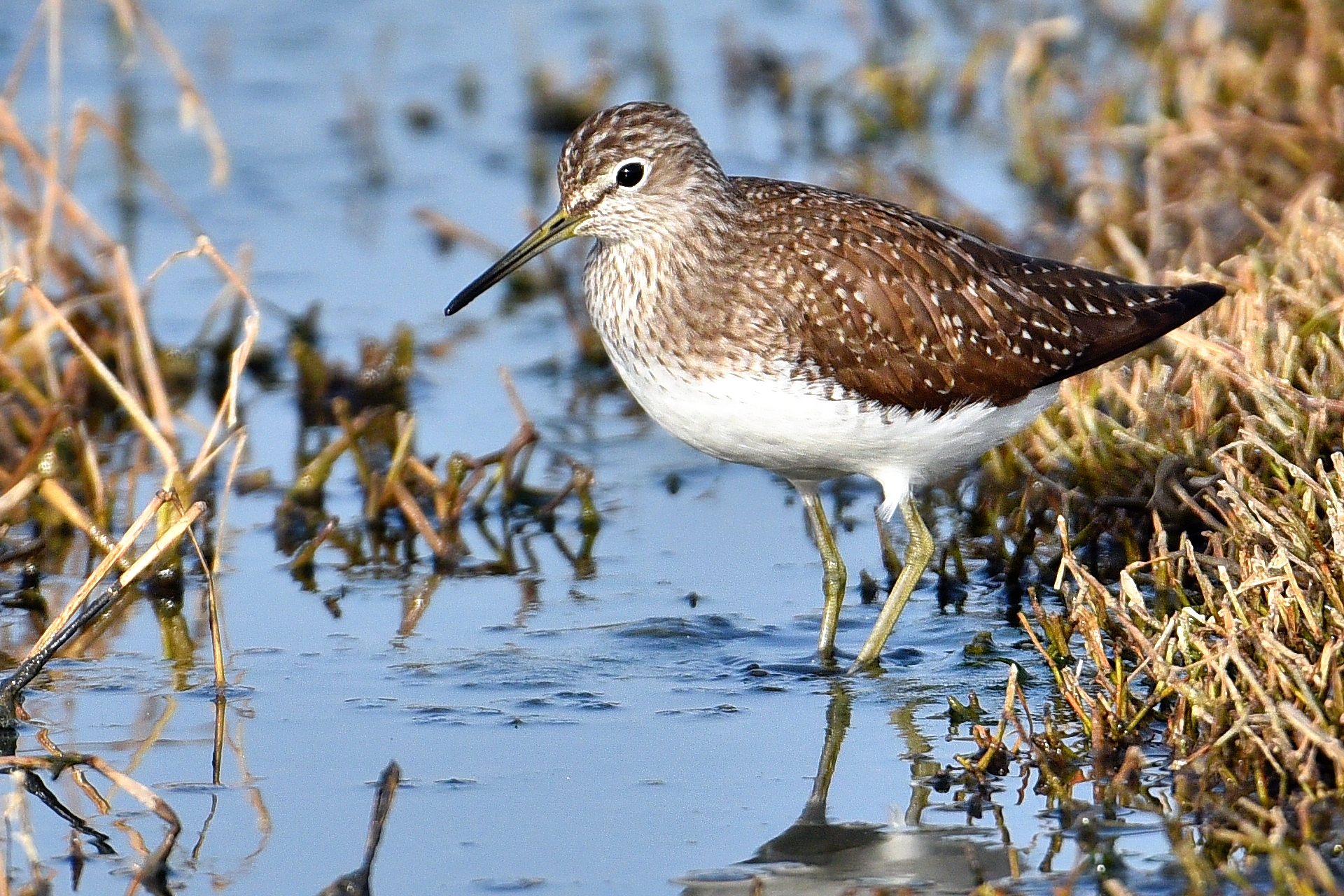sandpiper