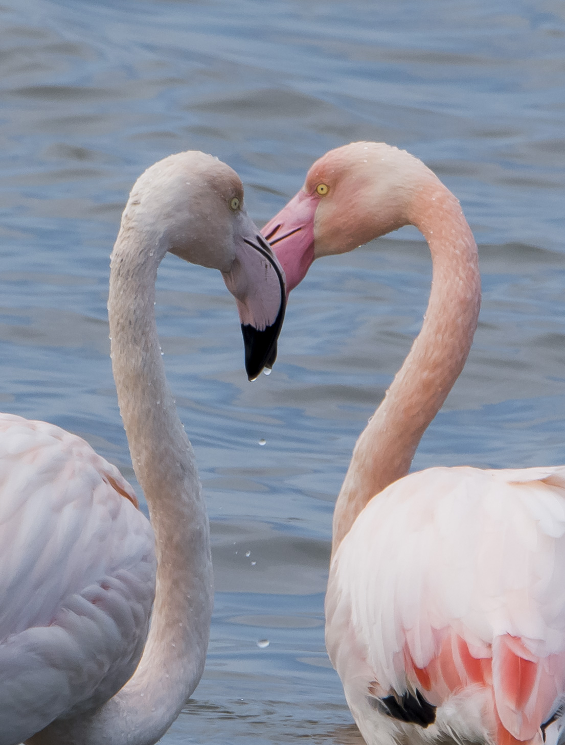 Tenerezze tra Fenicotteri Rosa