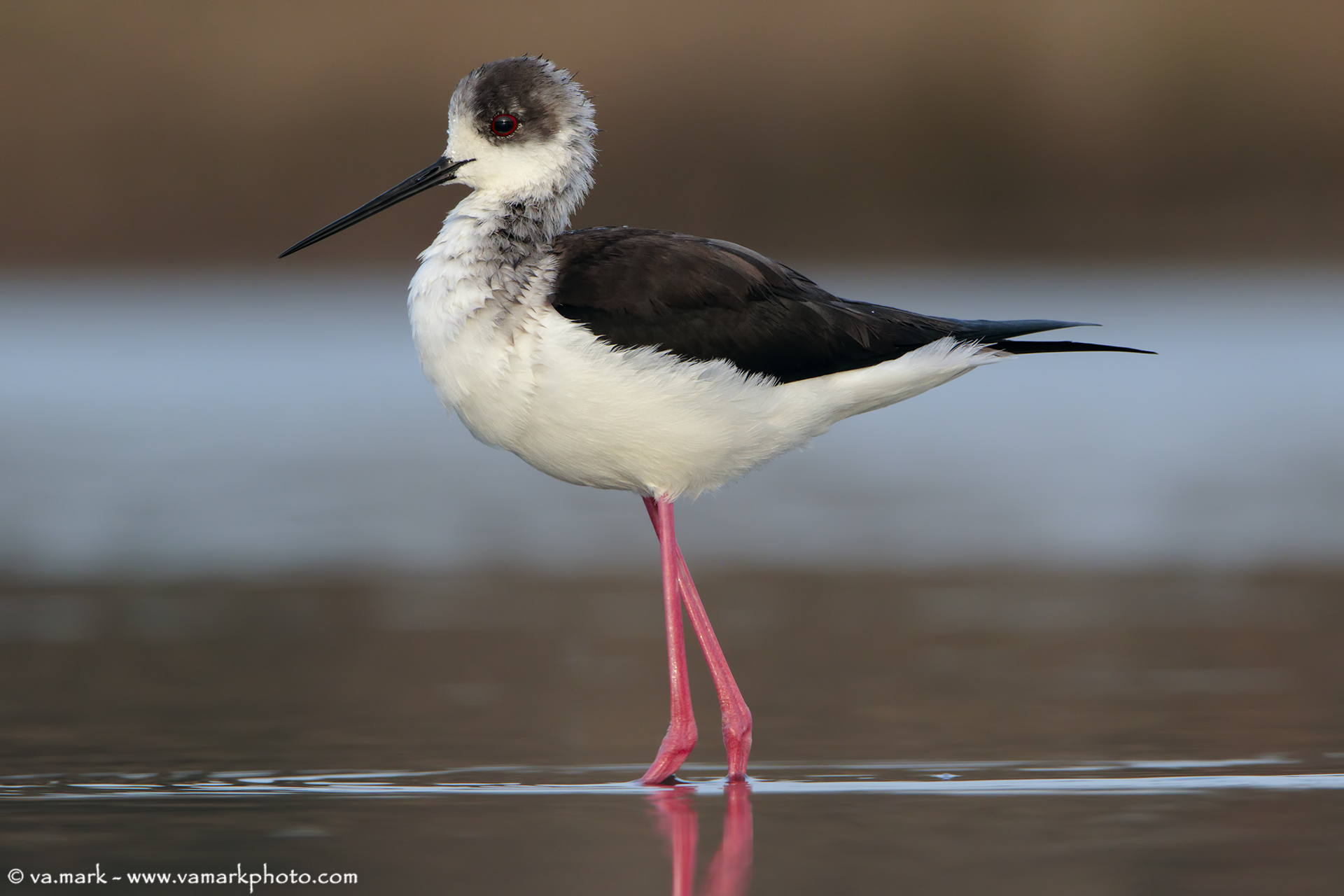 Himantopus himantopus (Knight of Italy)