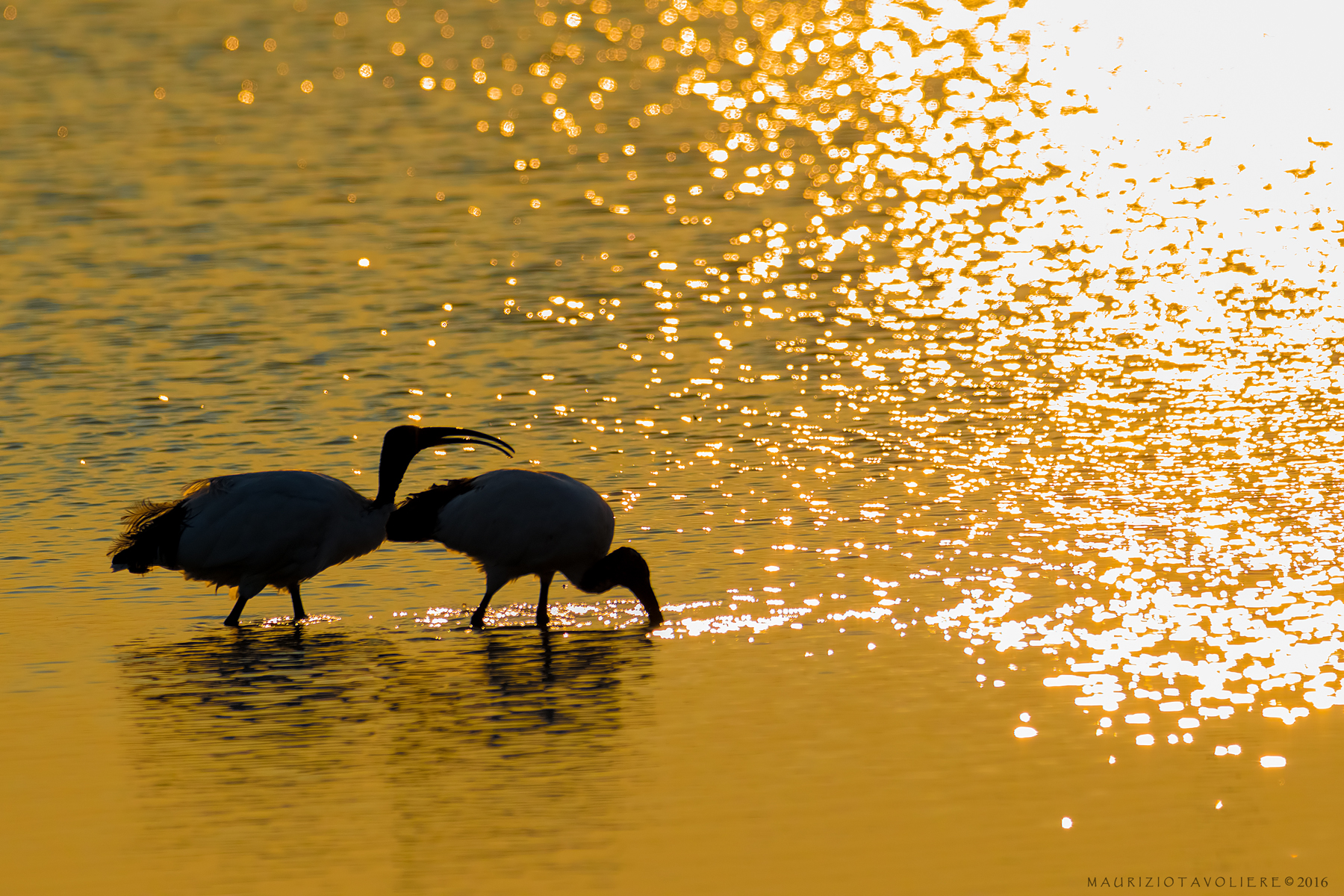 All'ombra dell'ultimo Sole ..