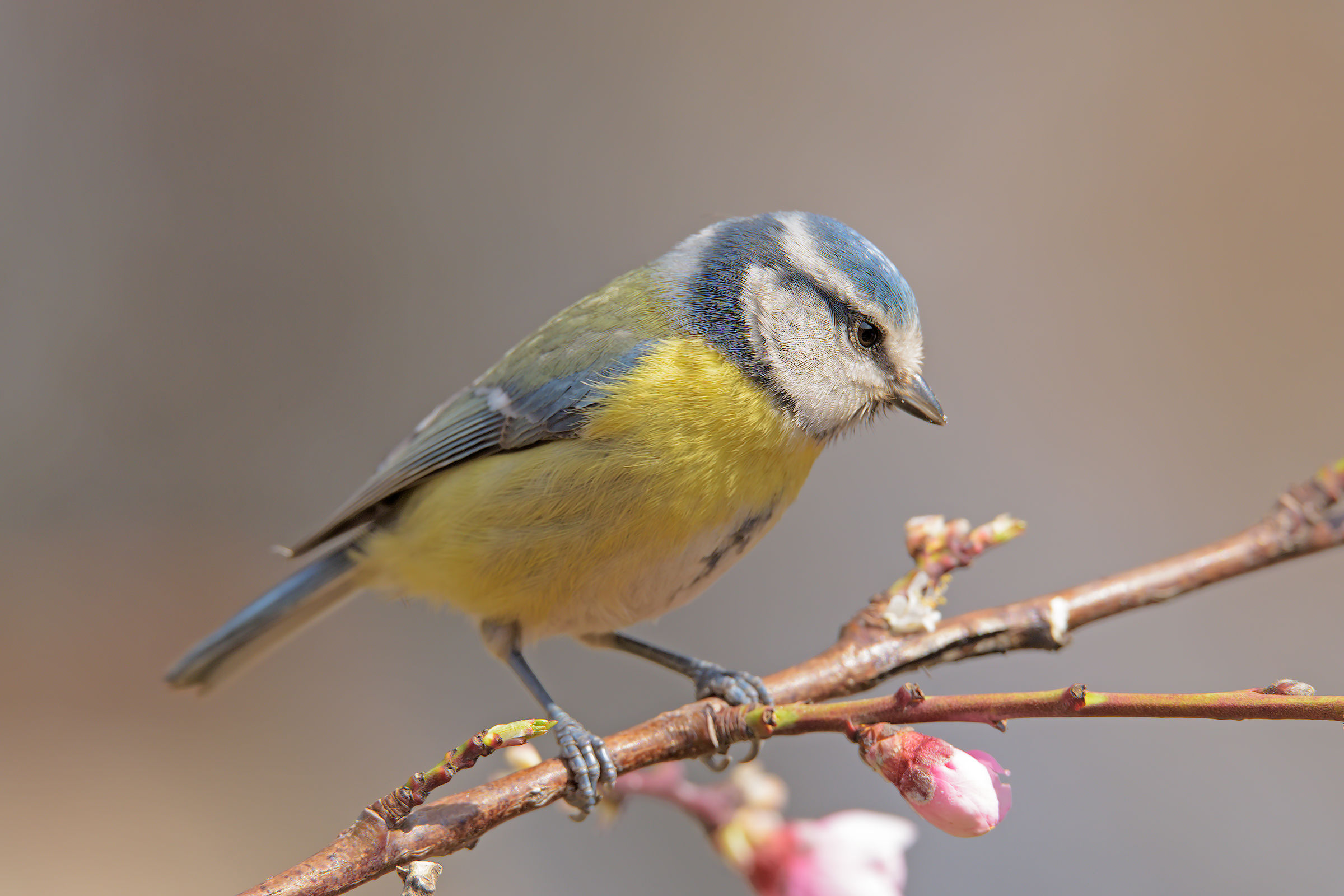 Cinciarella di primavera