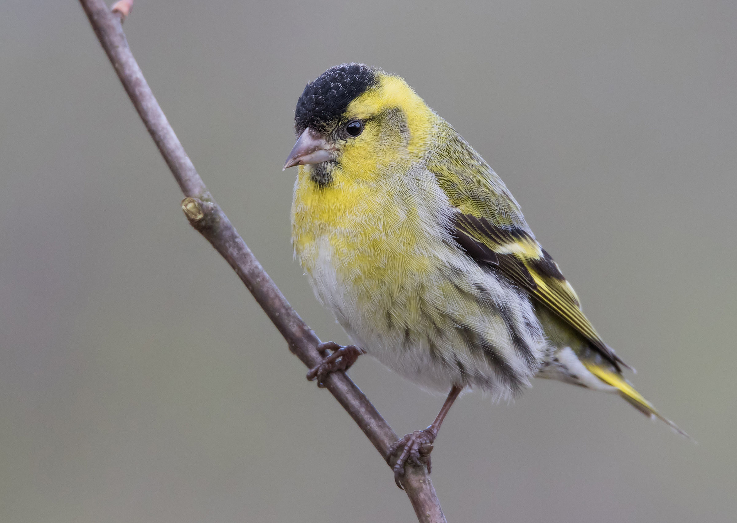 Siskin