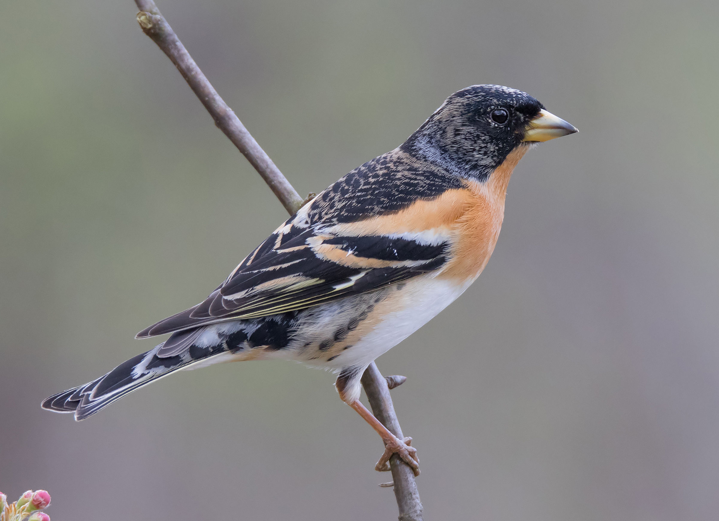 Brambling