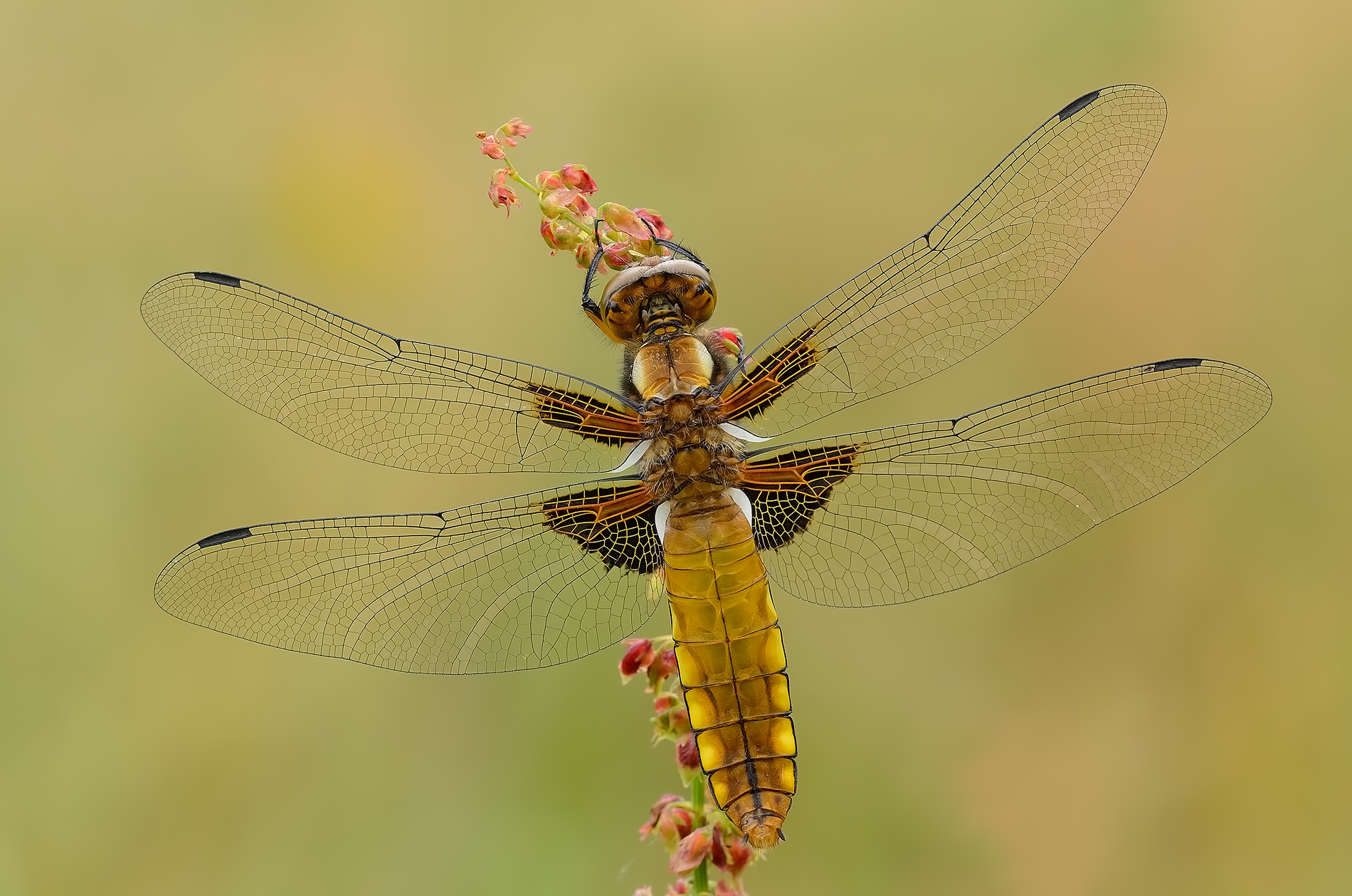Libellula depressa ( femmina )