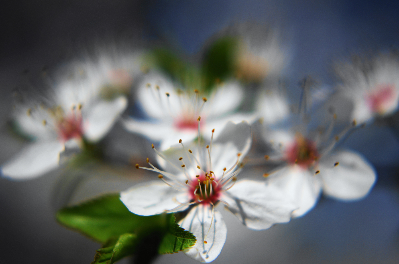 pruno selvatico in fiore III