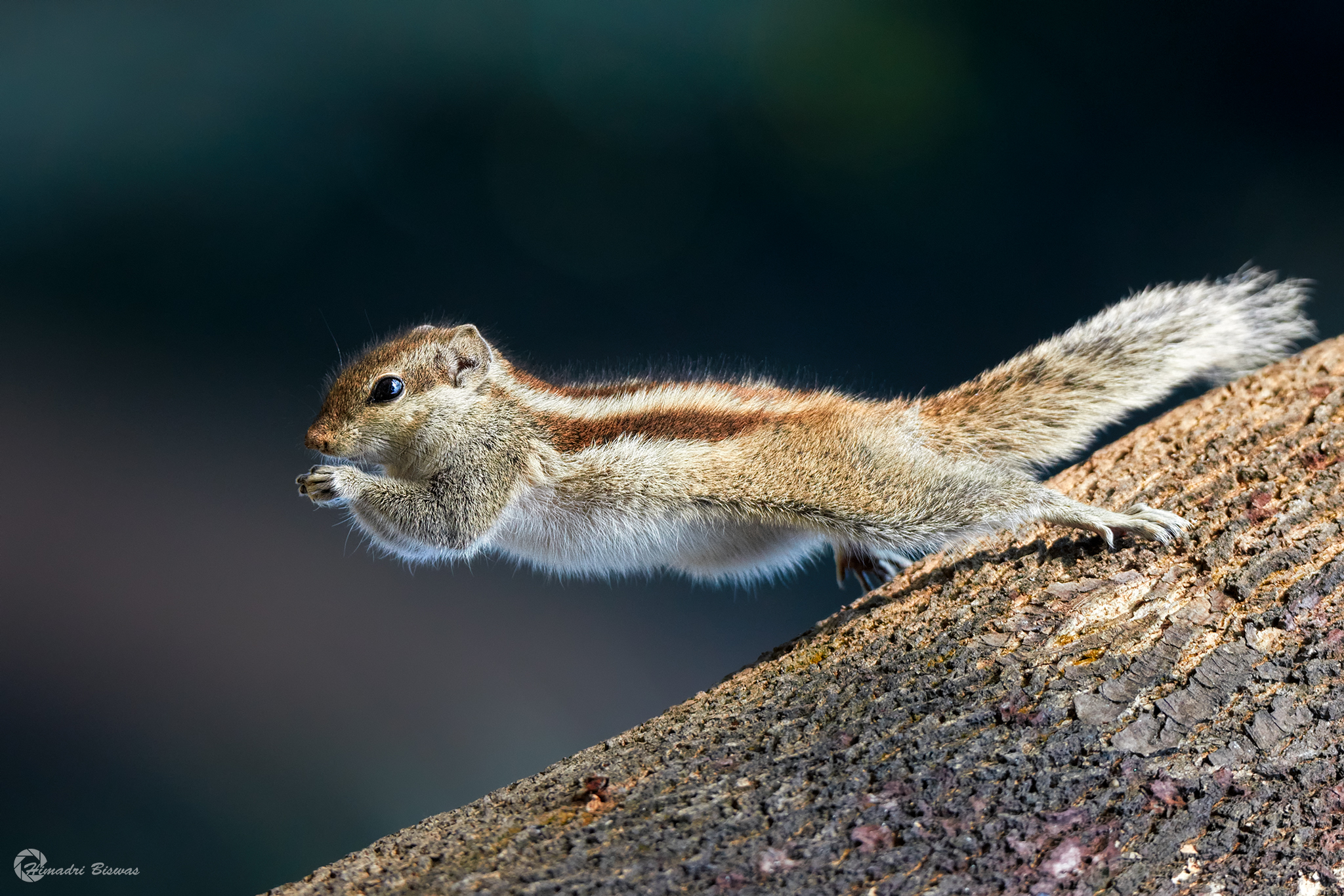 Scoiattolo delle palme