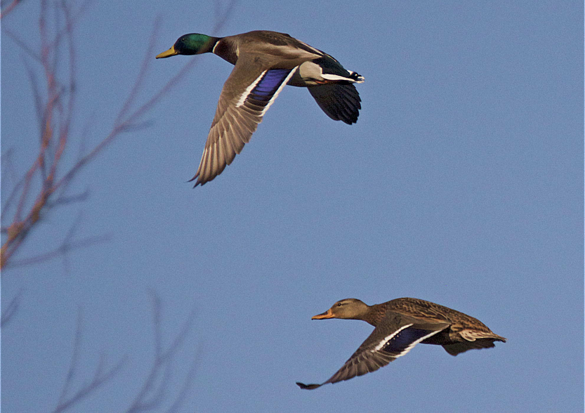 Anatre in volo di coppia