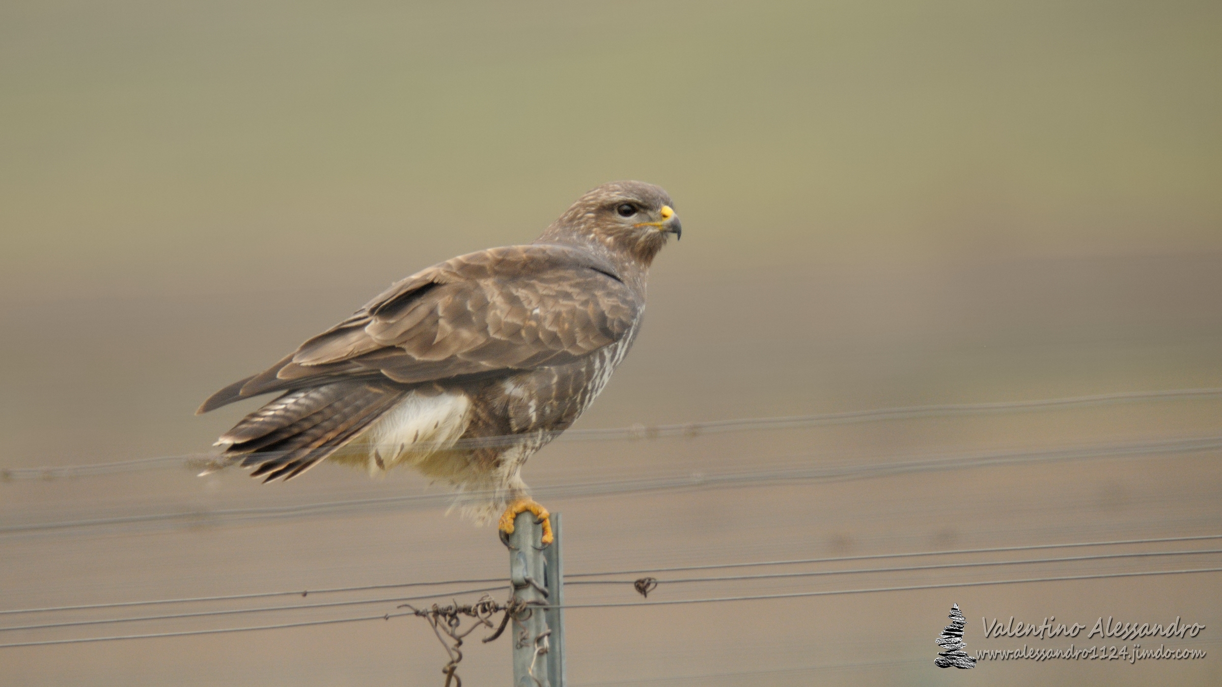 The predator of the vineyard